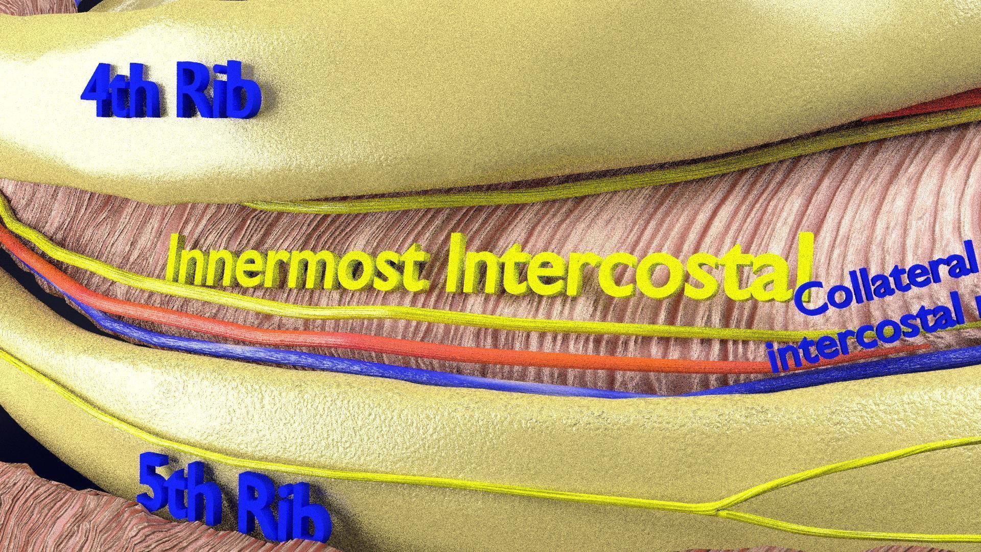 Intercostal ribs muscles nerve vessels labelled 3D model_8