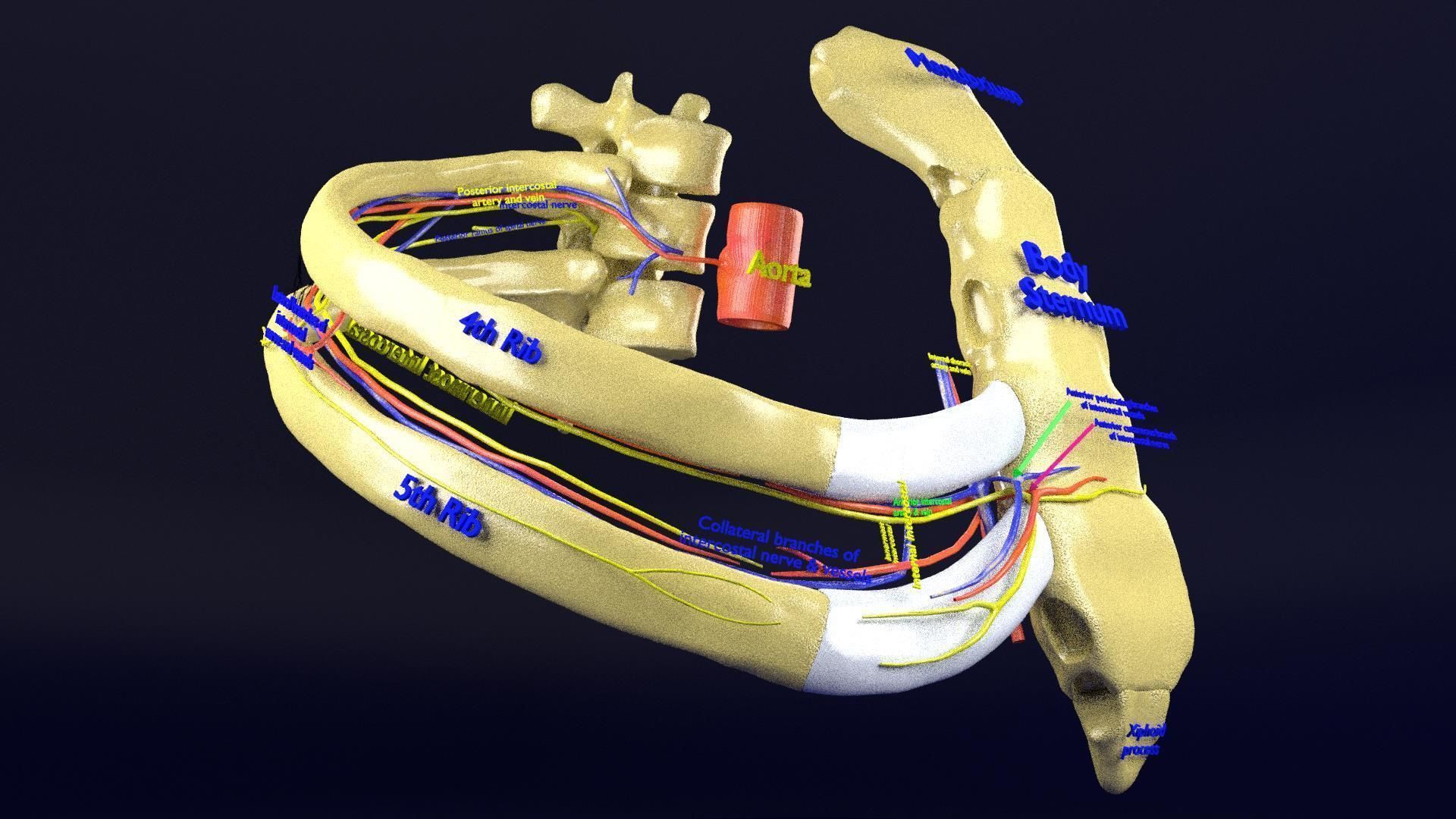 Intercostal ribs muscles nerve vessels labelled 3D model_20