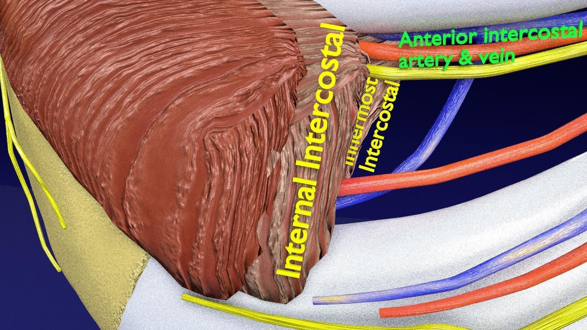 Intercostal ribs muscles nerve vessels labelled 3D model_5