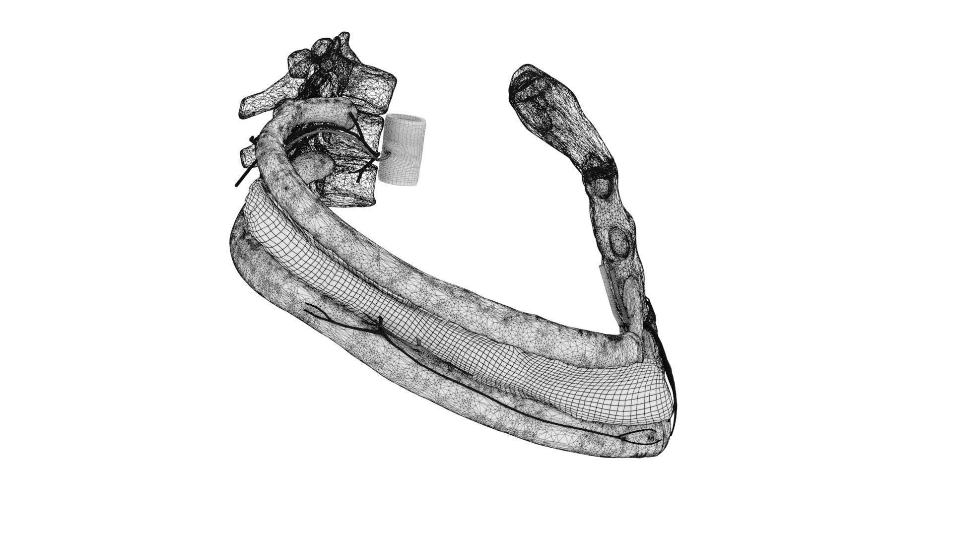 Intercostal ribs muscles nerve vessels labelled 3D model_25