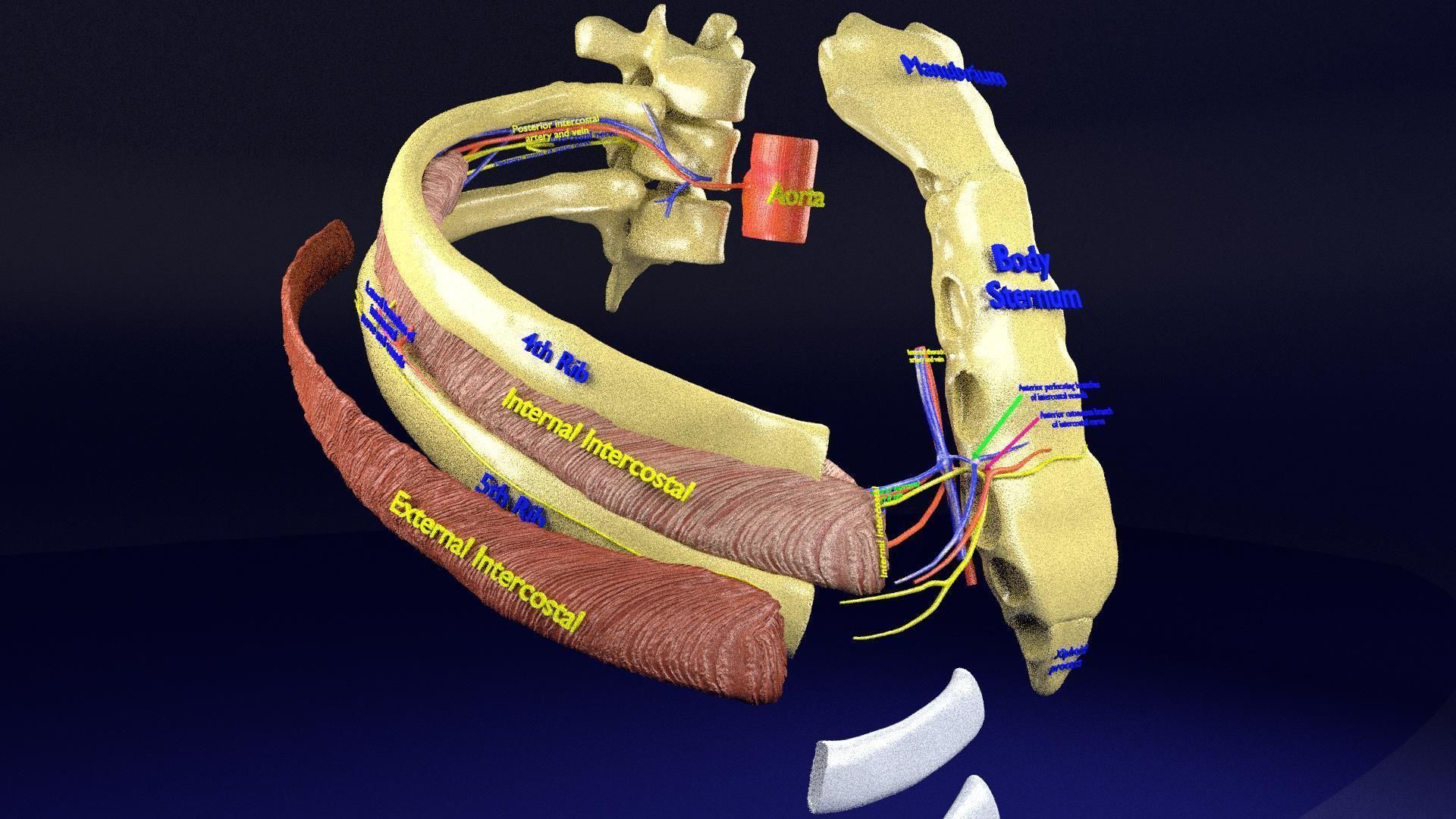 Intercostal ribs muscles nerve vessels labelled 3D model_19