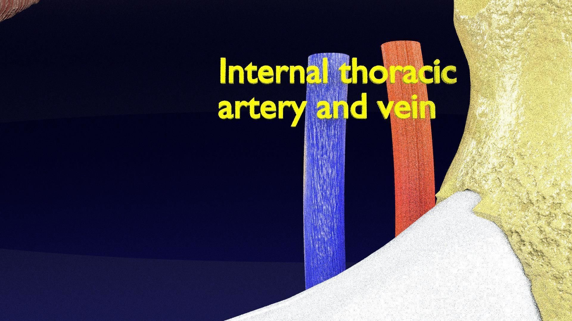 Intercostal ribs muscles nerve vessels labelled 3D model_12
