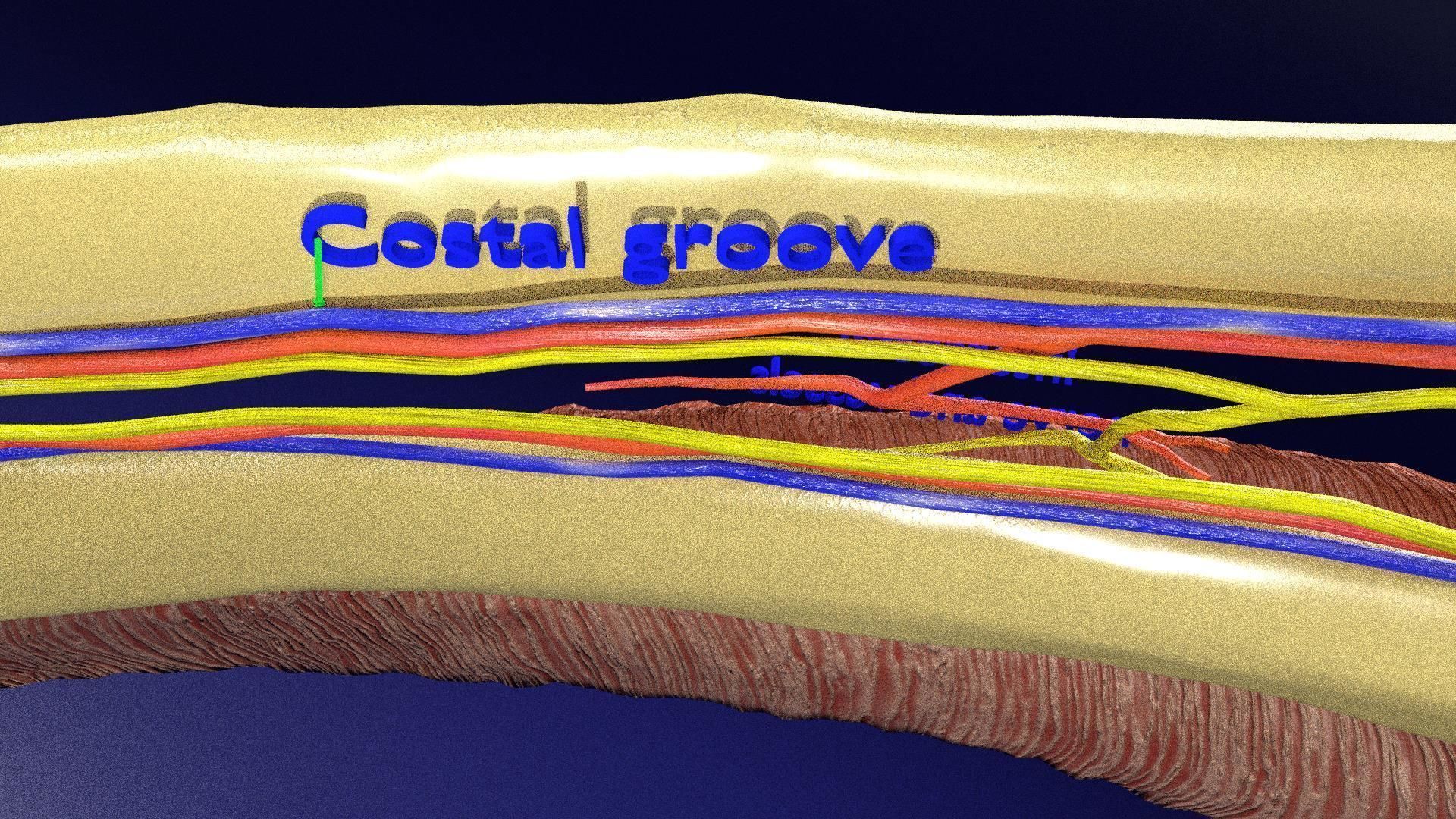 Intercostal ribs muscles nerve vessels labelled 3D model_15