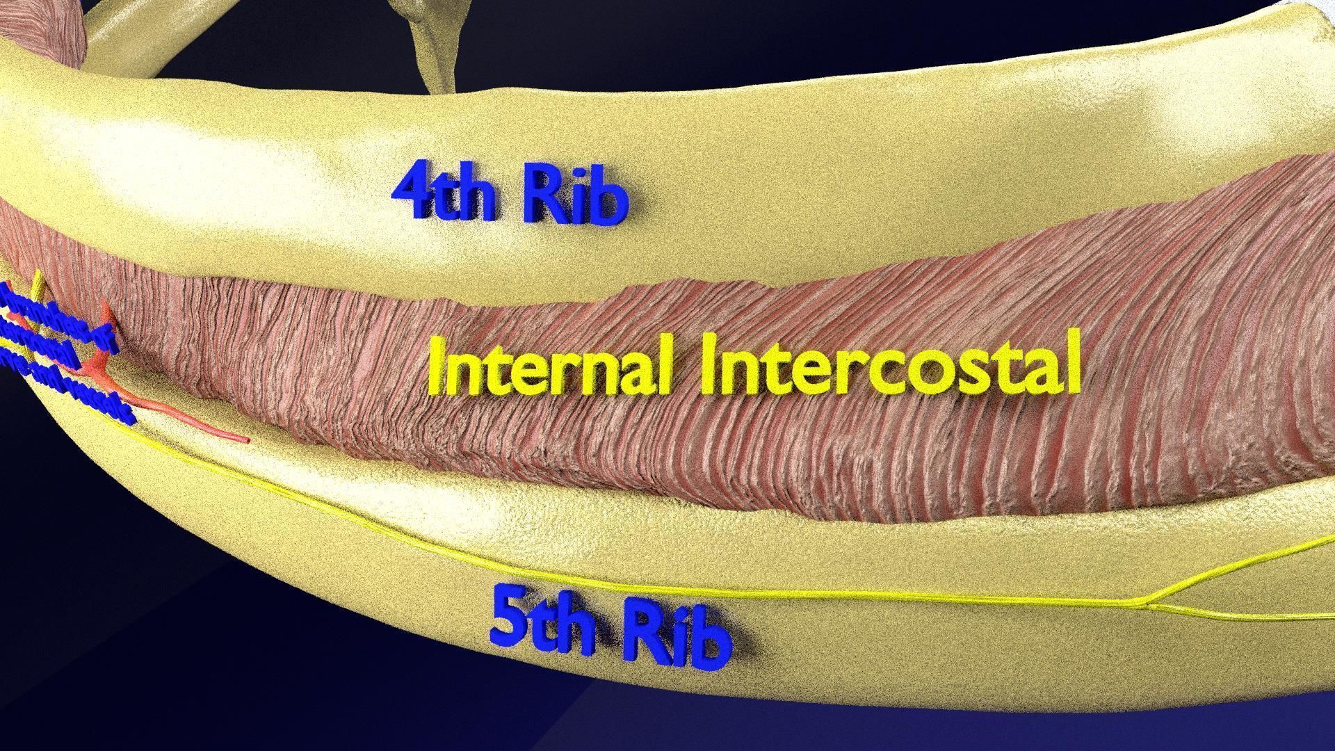 Intercostal ribs muscles nerve vessels labelled 3D model_7