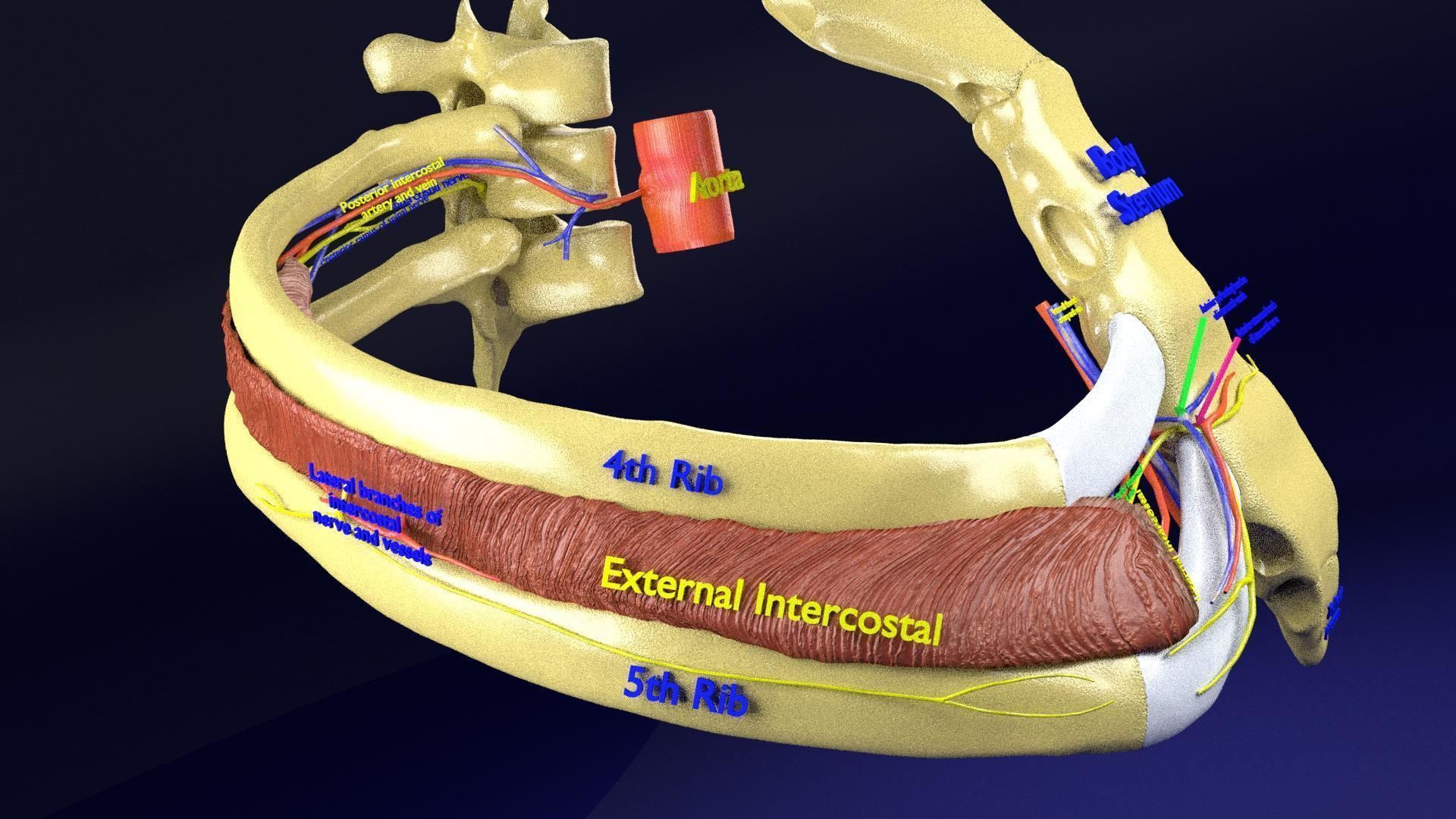 Intercostal ribs muscles nerve vessels labelled 3D model_3