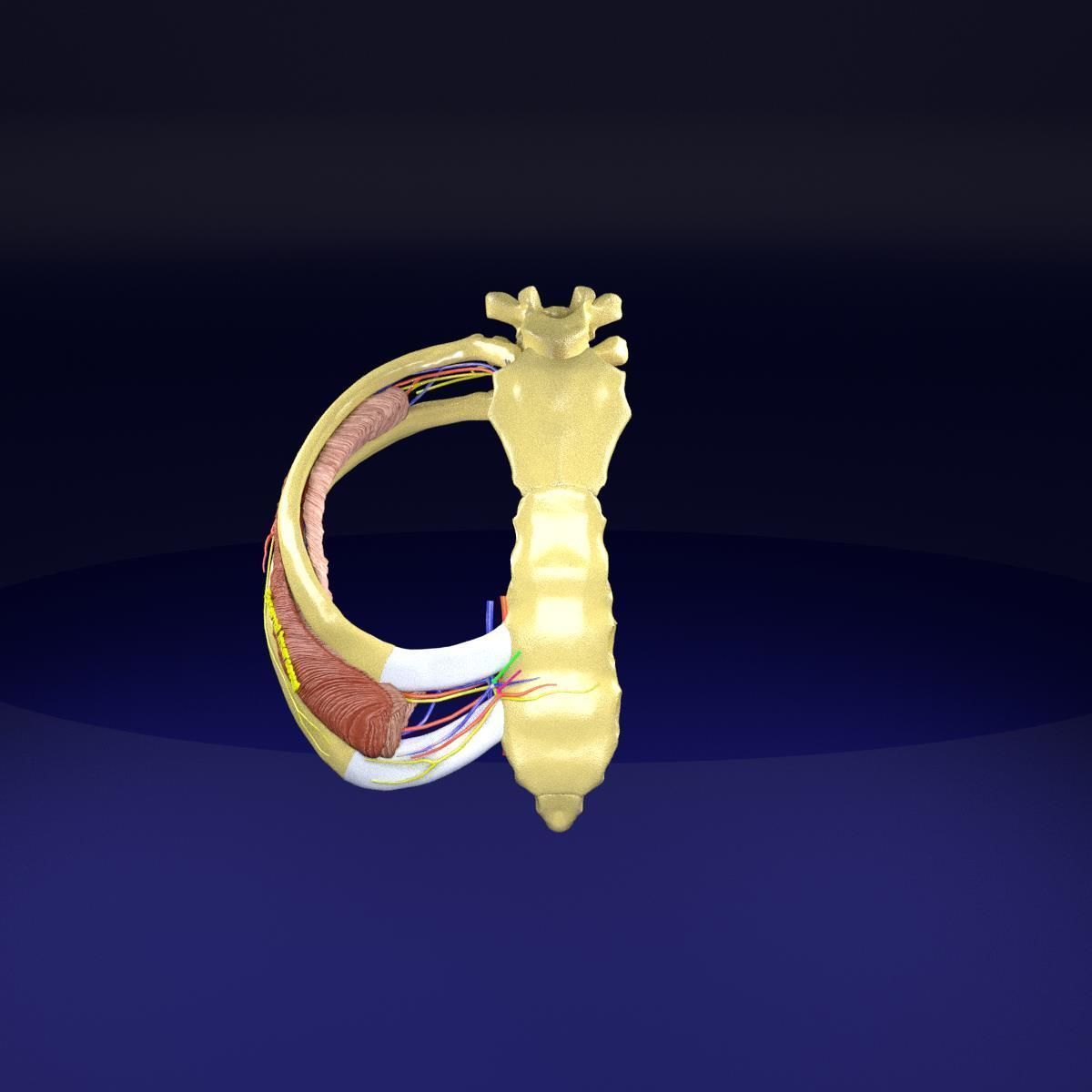 Intercostal ribs muscles nerve vessels labelled 3D model_22