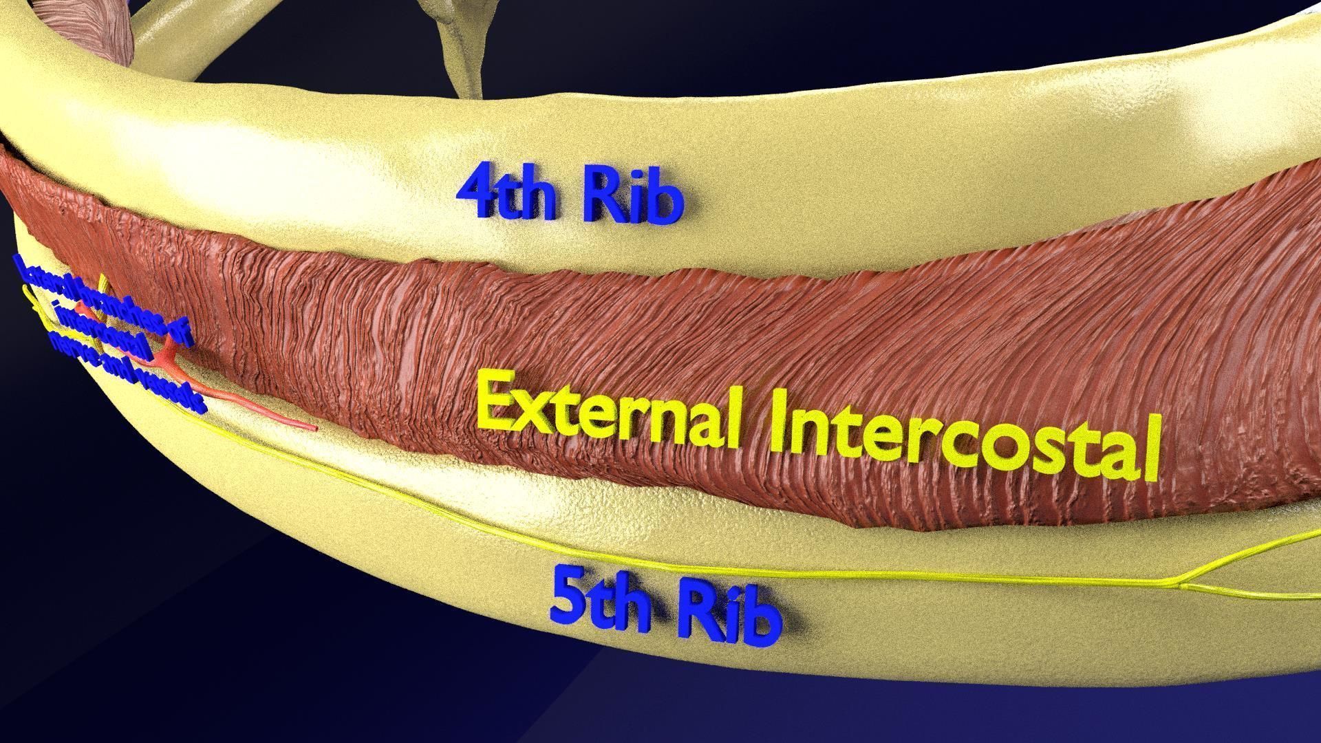 Intercostal ribs muscles nerve vessels labelled 3D model_4