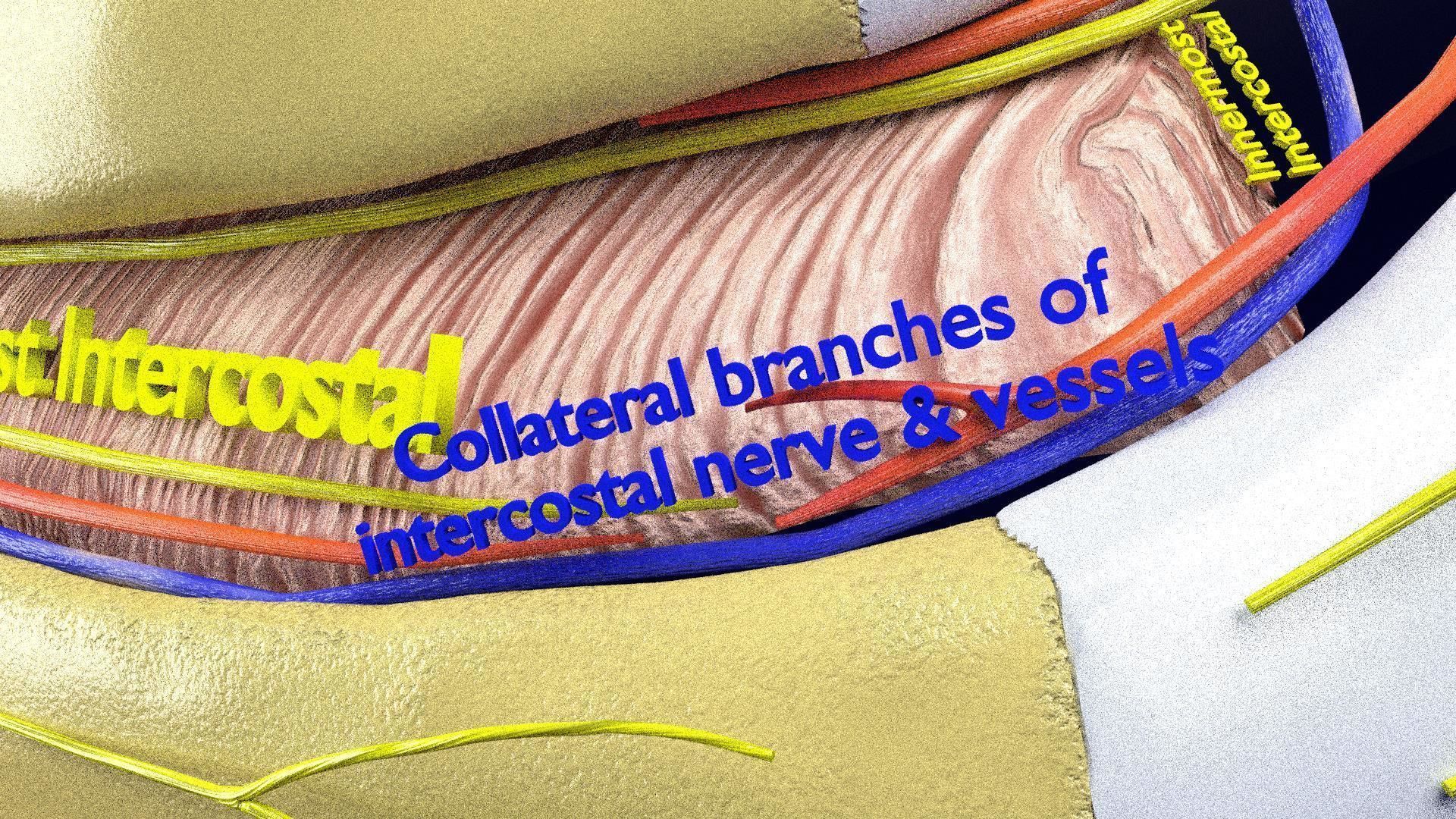 Intercostal ribs muscles nerve vessels labelled 3D model_9