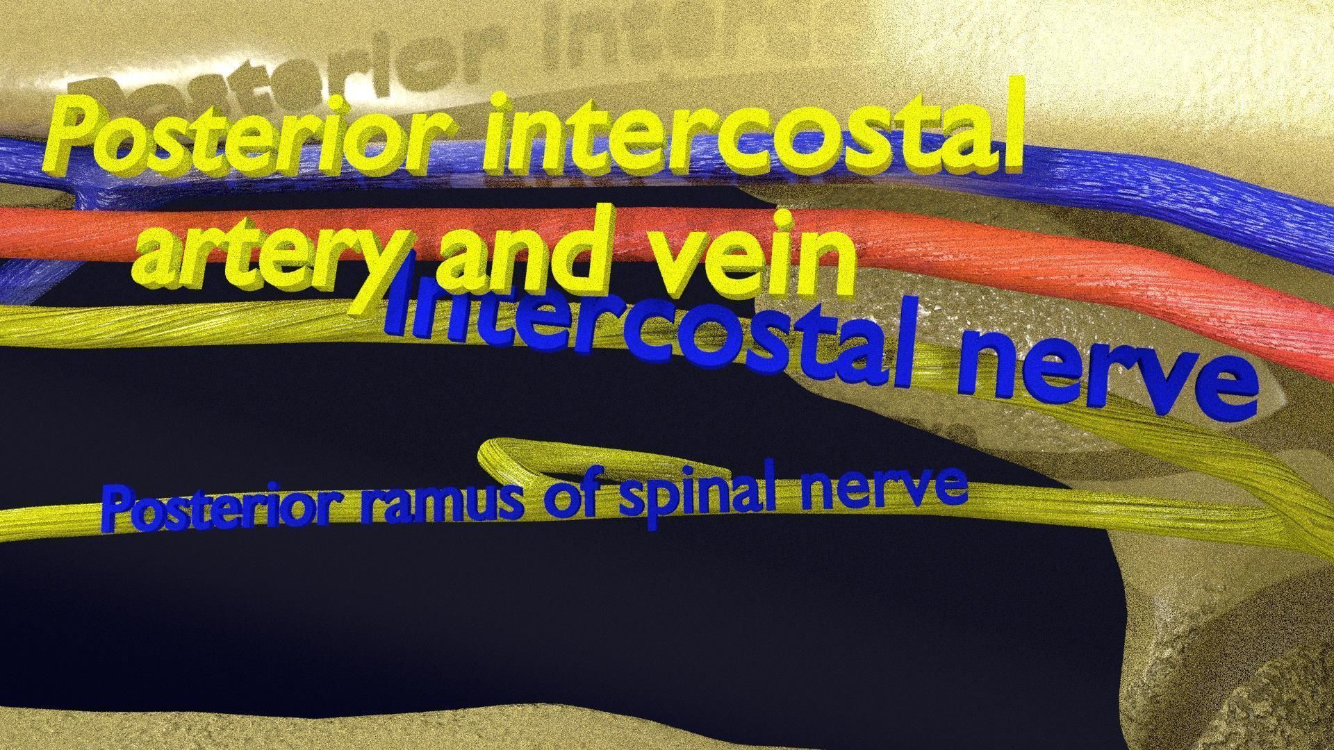 Intercostal ribs muscles nerve vessels labelled 3D model_16