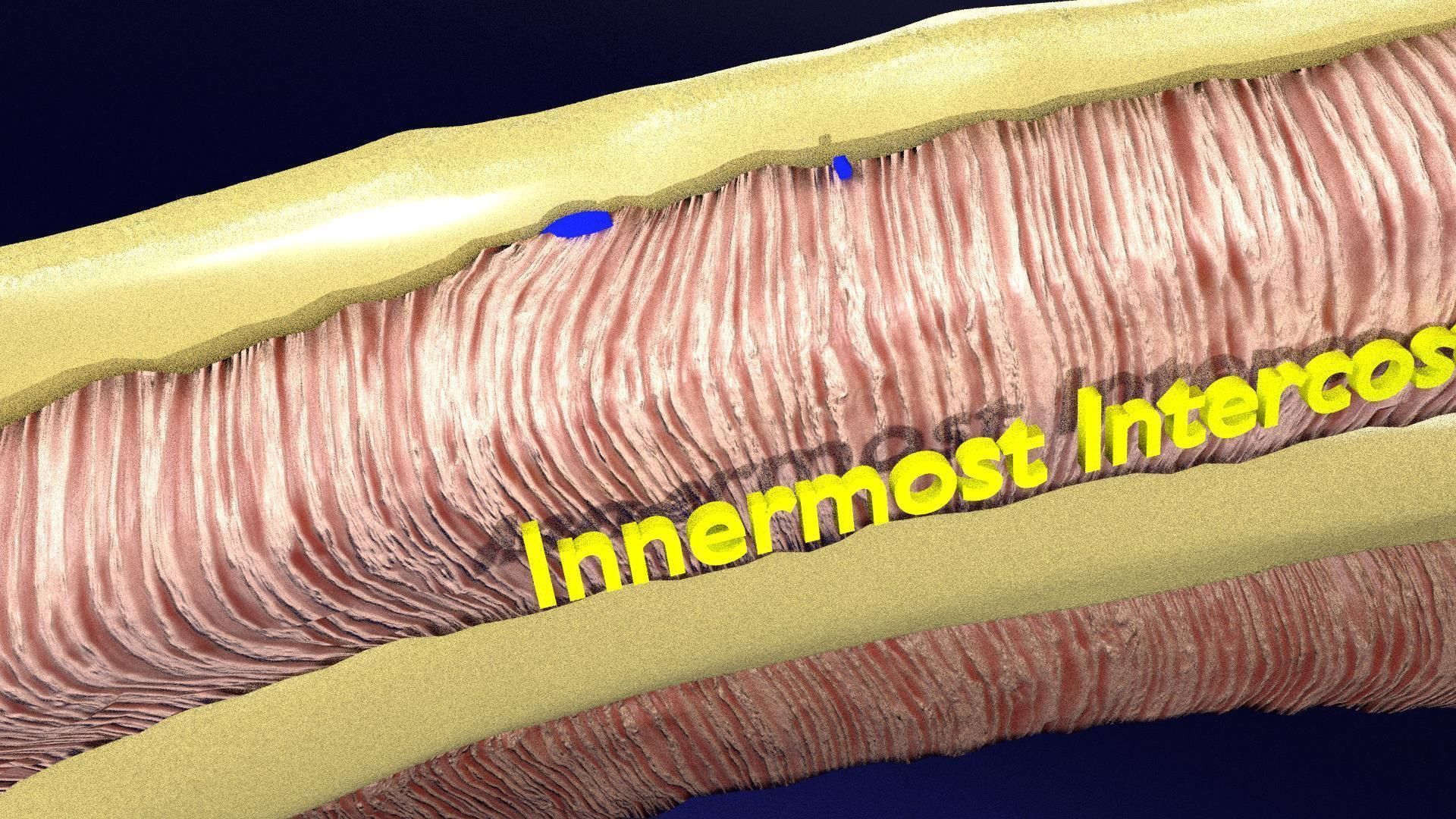 Intercostal ribs muscles nerve vessels labelled 3D model_14