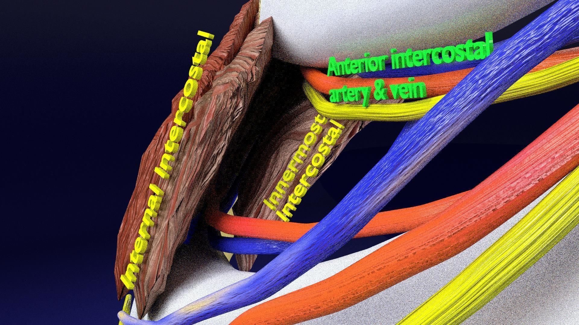 Intercostal ribs muscles nerve vessels labelled 3D model_6