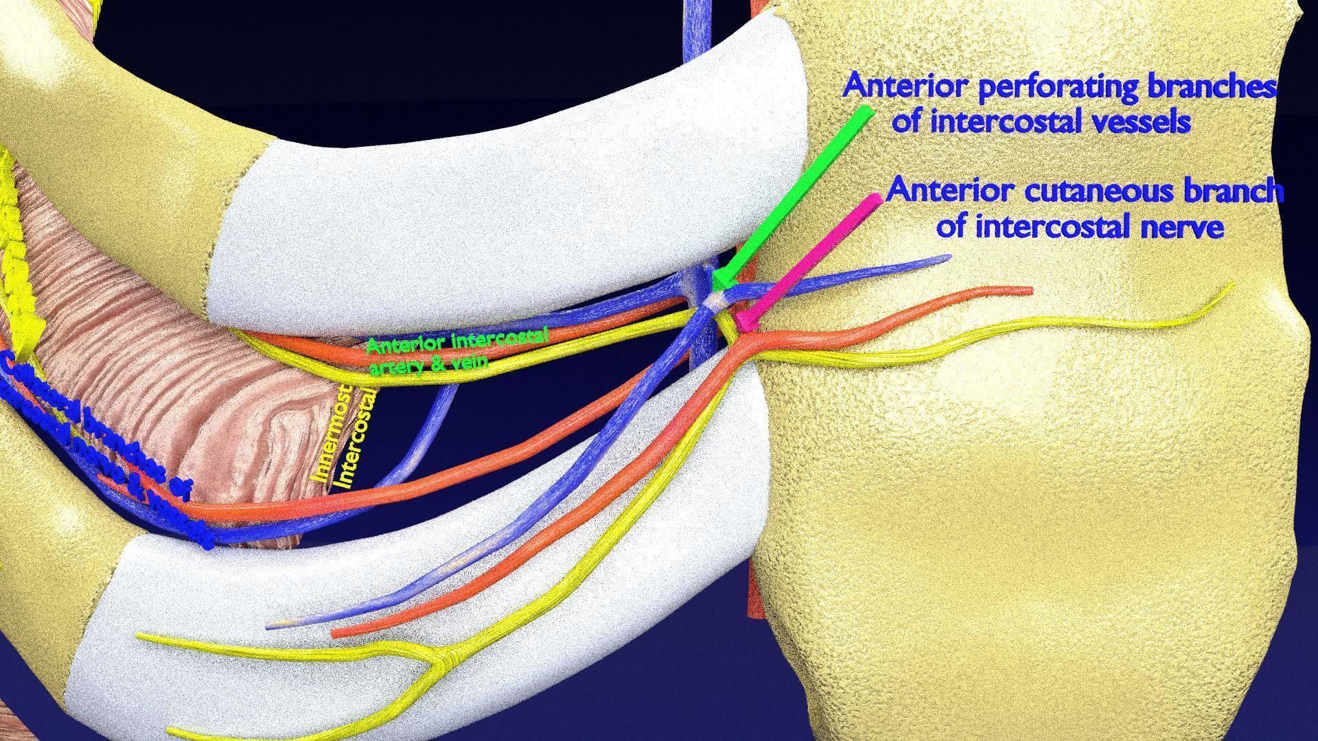 Intercostal ribs muscles nerve vessels labelled 3D model_13