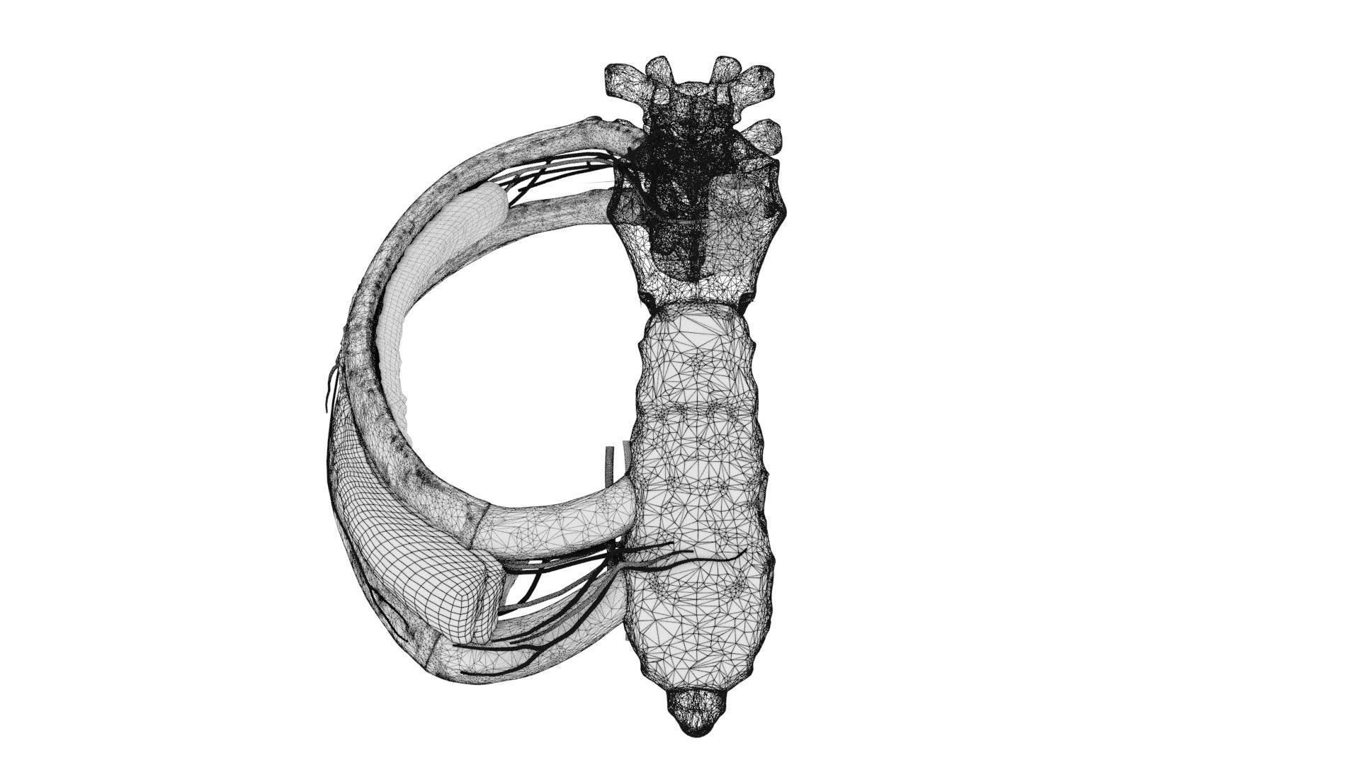 Intercostal ribs muscles nerve vessels labelled 3D model_24