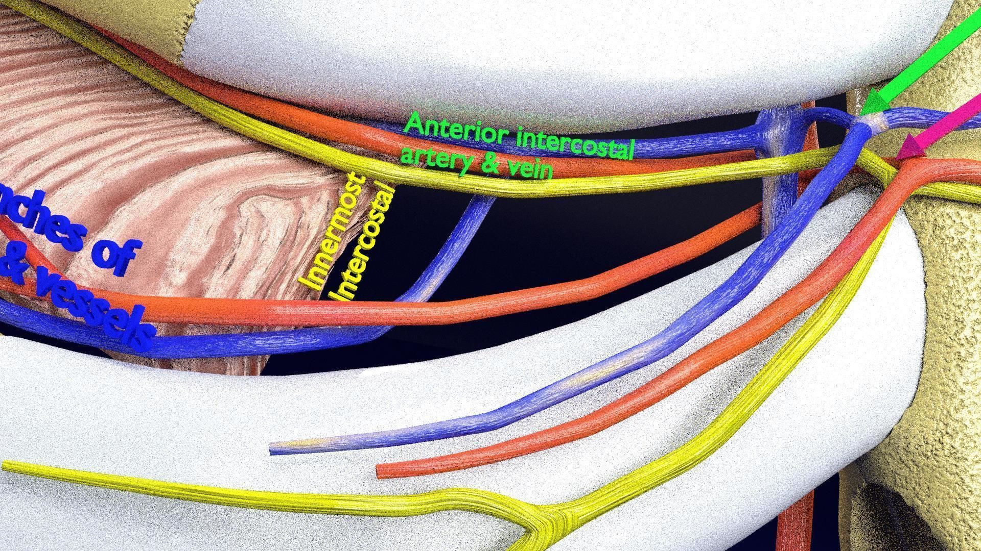 Intercostal ribs muscles nerve vessels labelled 3D model_10