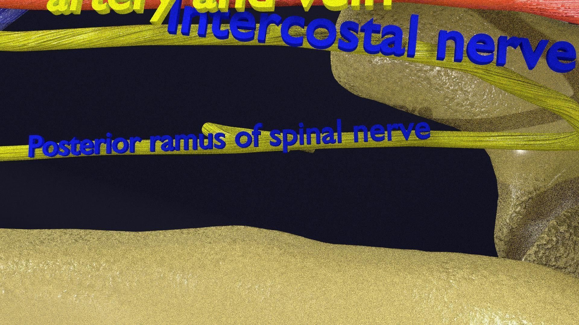 Intercostal ribs muscles nerve vessels labelled 3D model_17