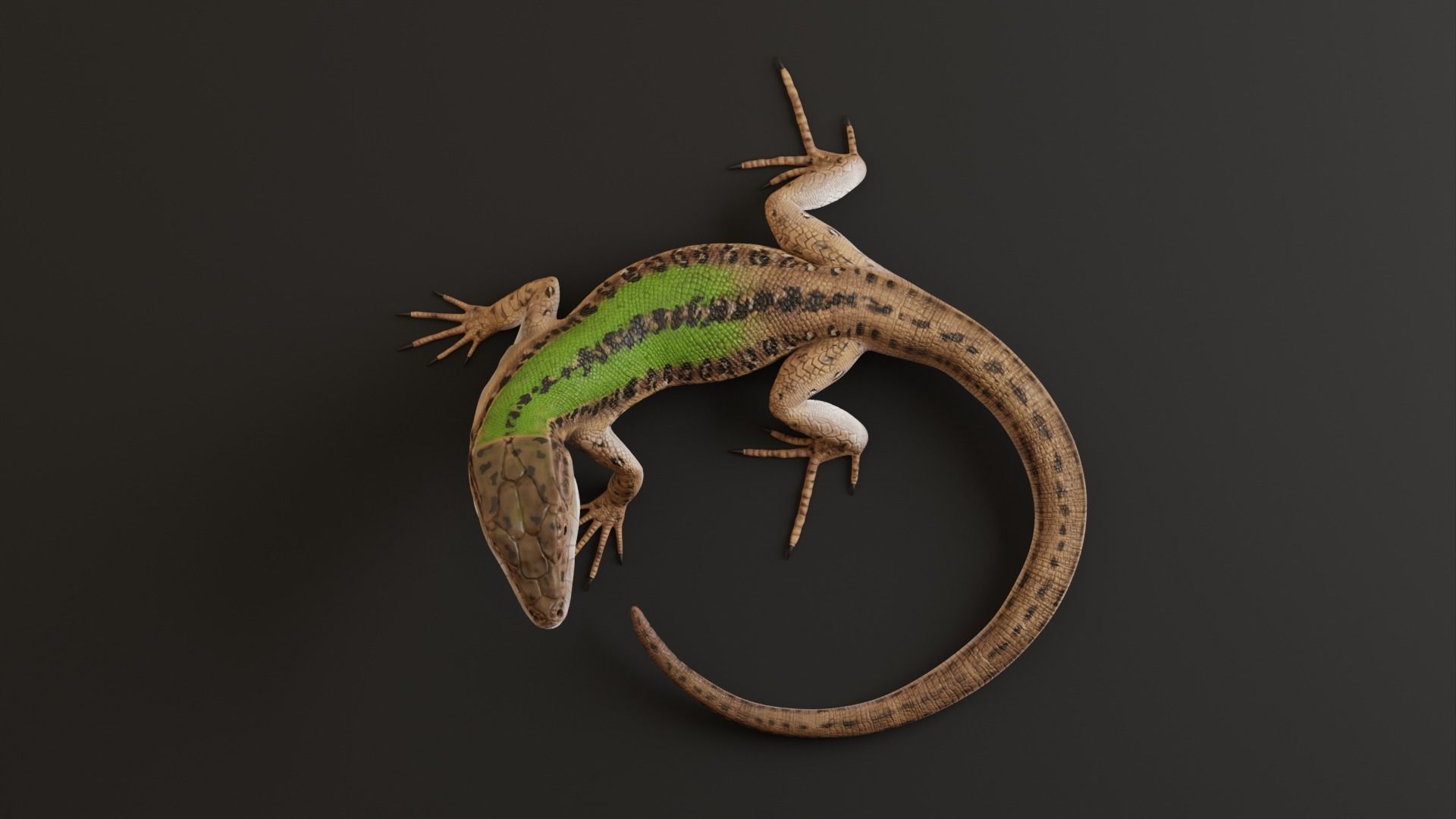 Green Lizard - Podarcis Sicula HQ Low-poly 3D model_6