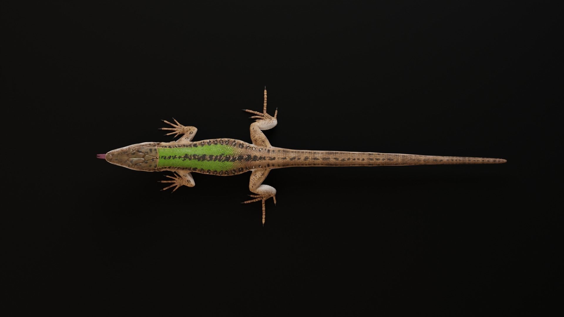 Green Lizard - Podarcis Sicula HQ Low-poly 3D model_12