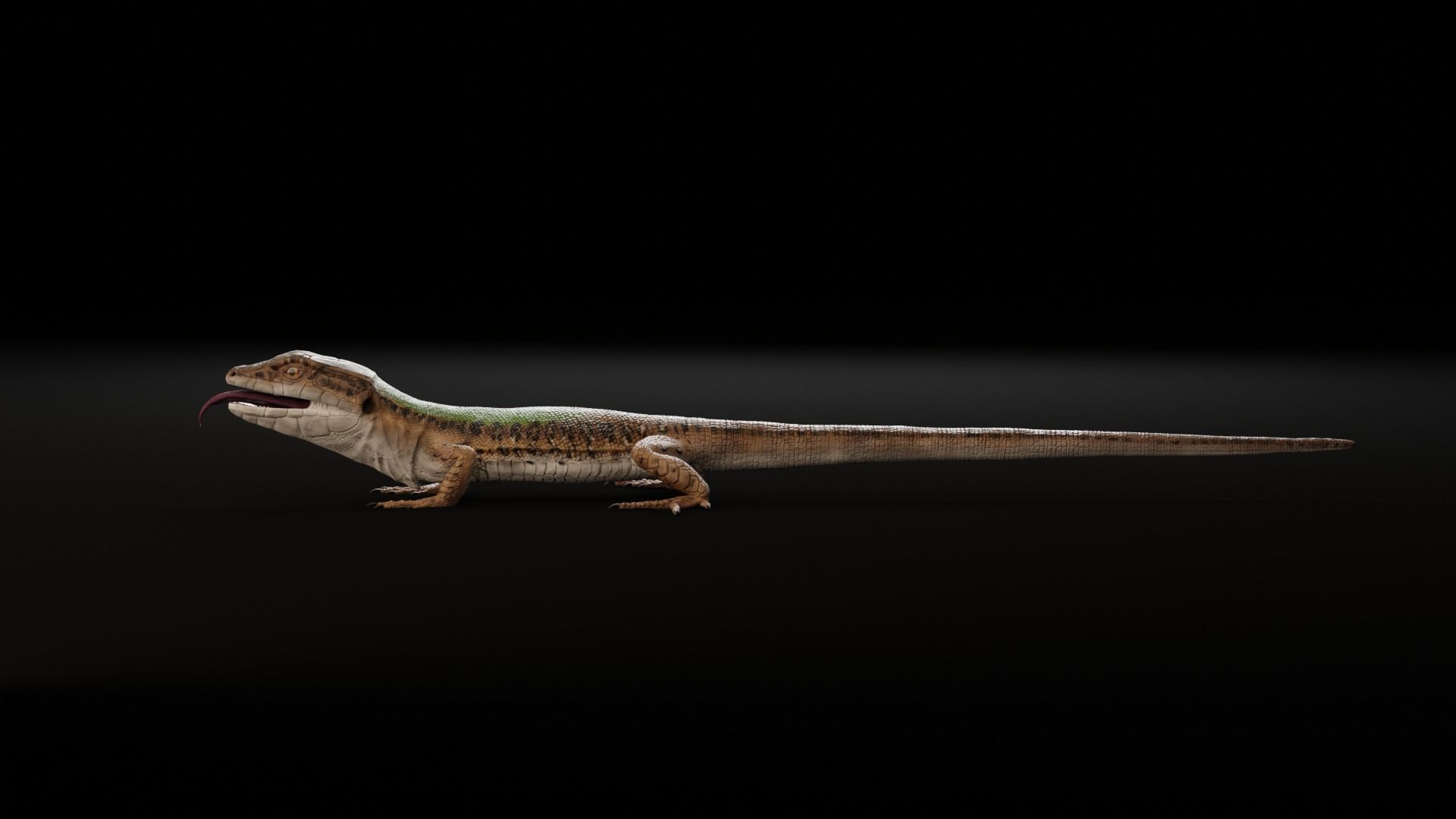 Green Lizard - Podarcis Sicula HQ Low-poly 3D model_10