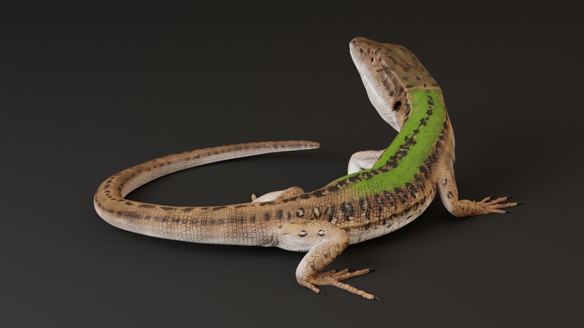 Green Lizard - Podarcis Sicula HQ Low-poly 3D model_8