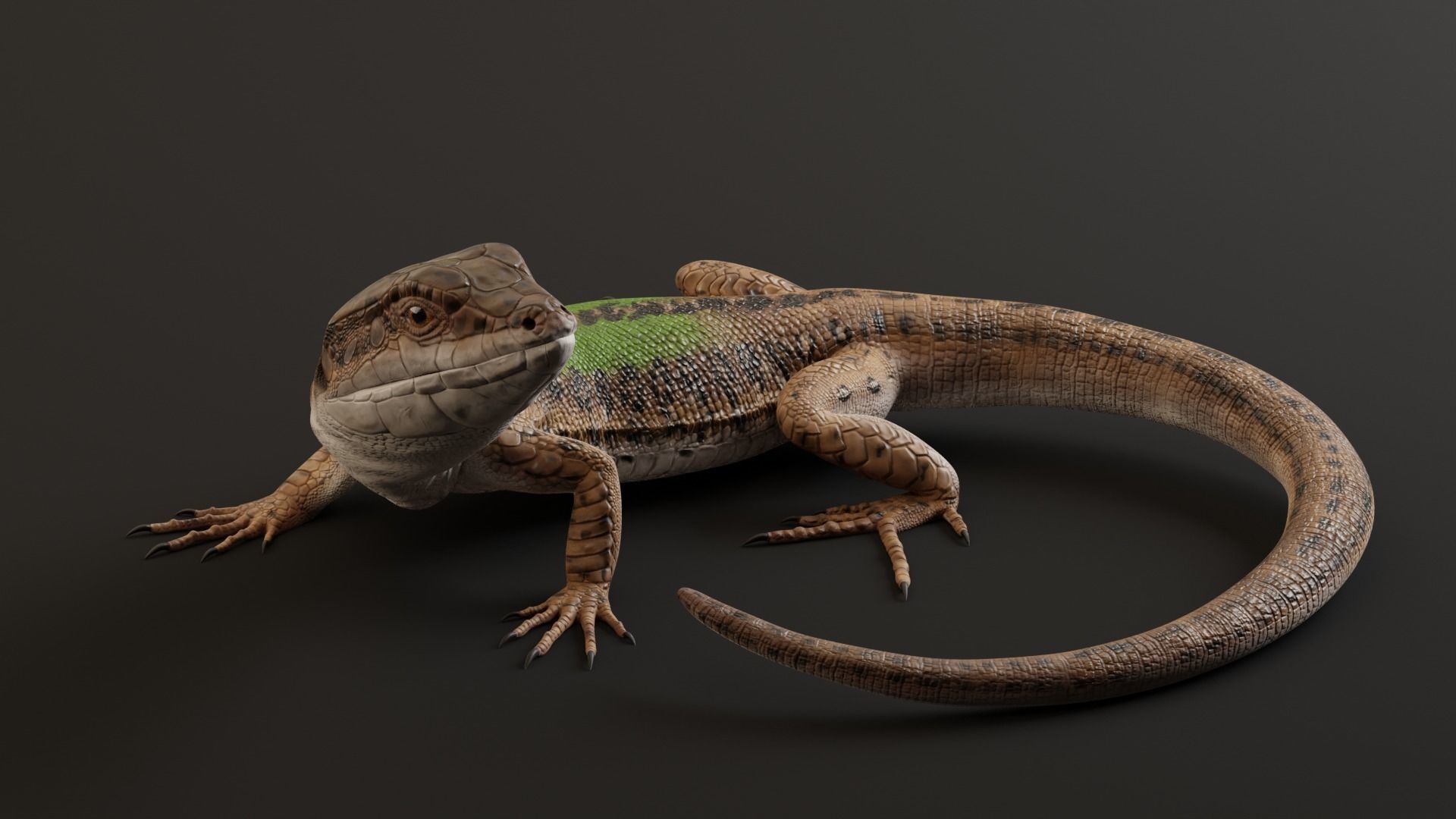 Green Lizard - Podarcis Sicula HQ Low-poly 3D model_4