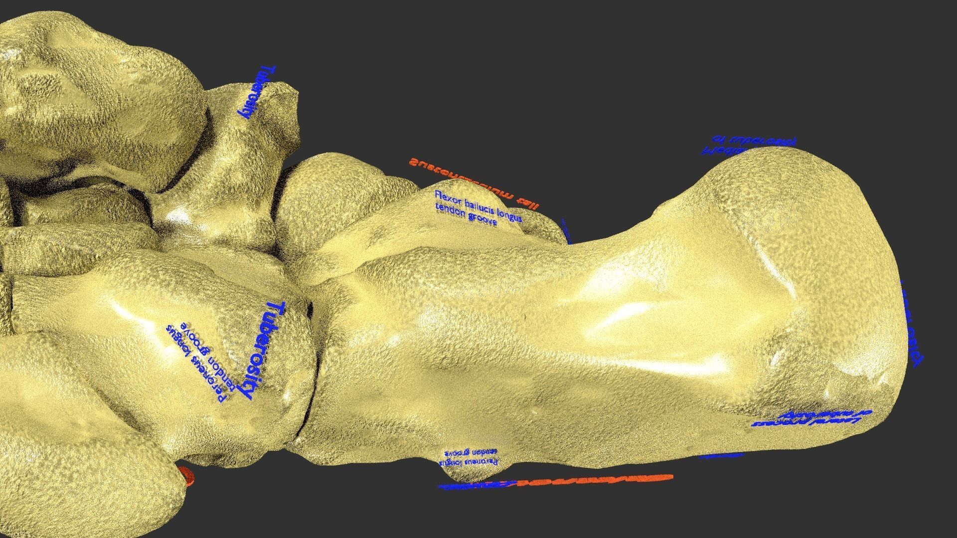 foot with label text 3D model_2