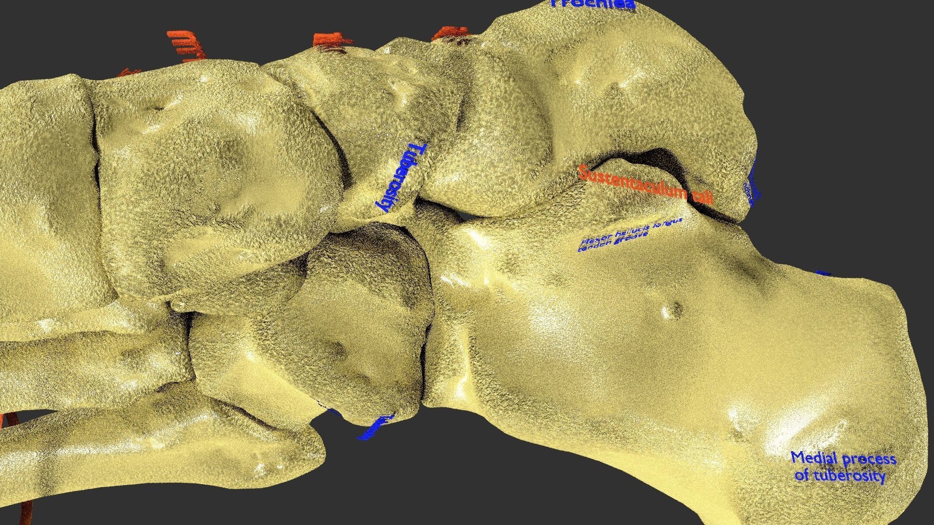 foot with label text 3D model_11