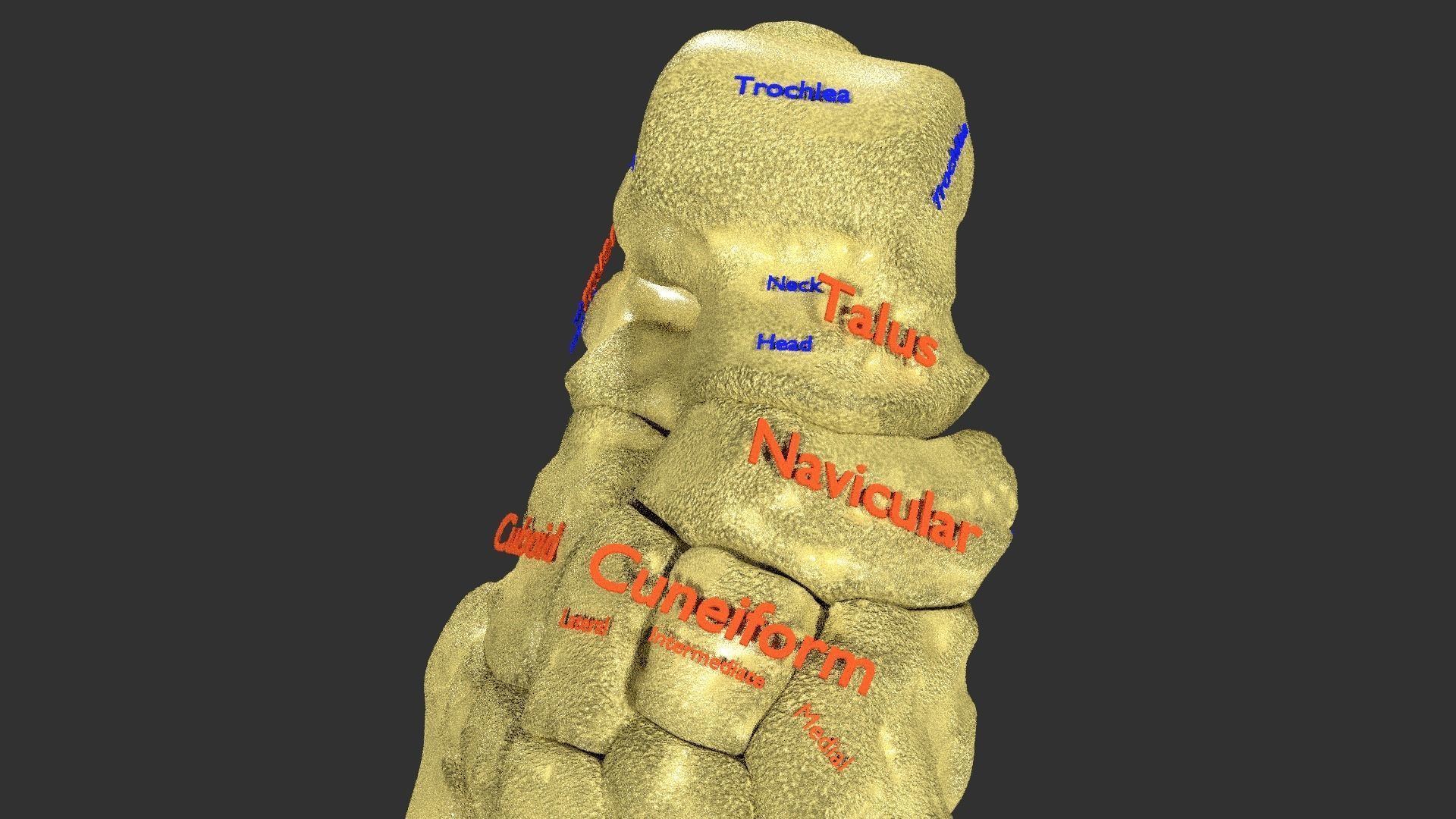 foot with label text 3D model_10