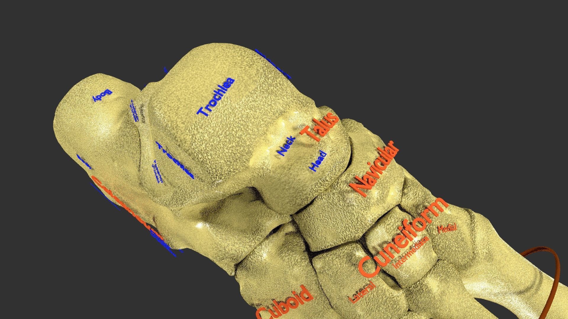 foot with label text 3D model_5