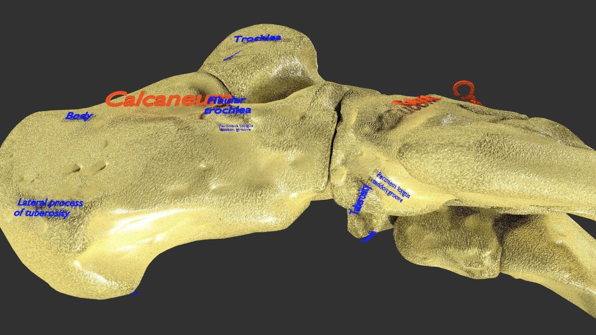 foot with label text 3D model_3