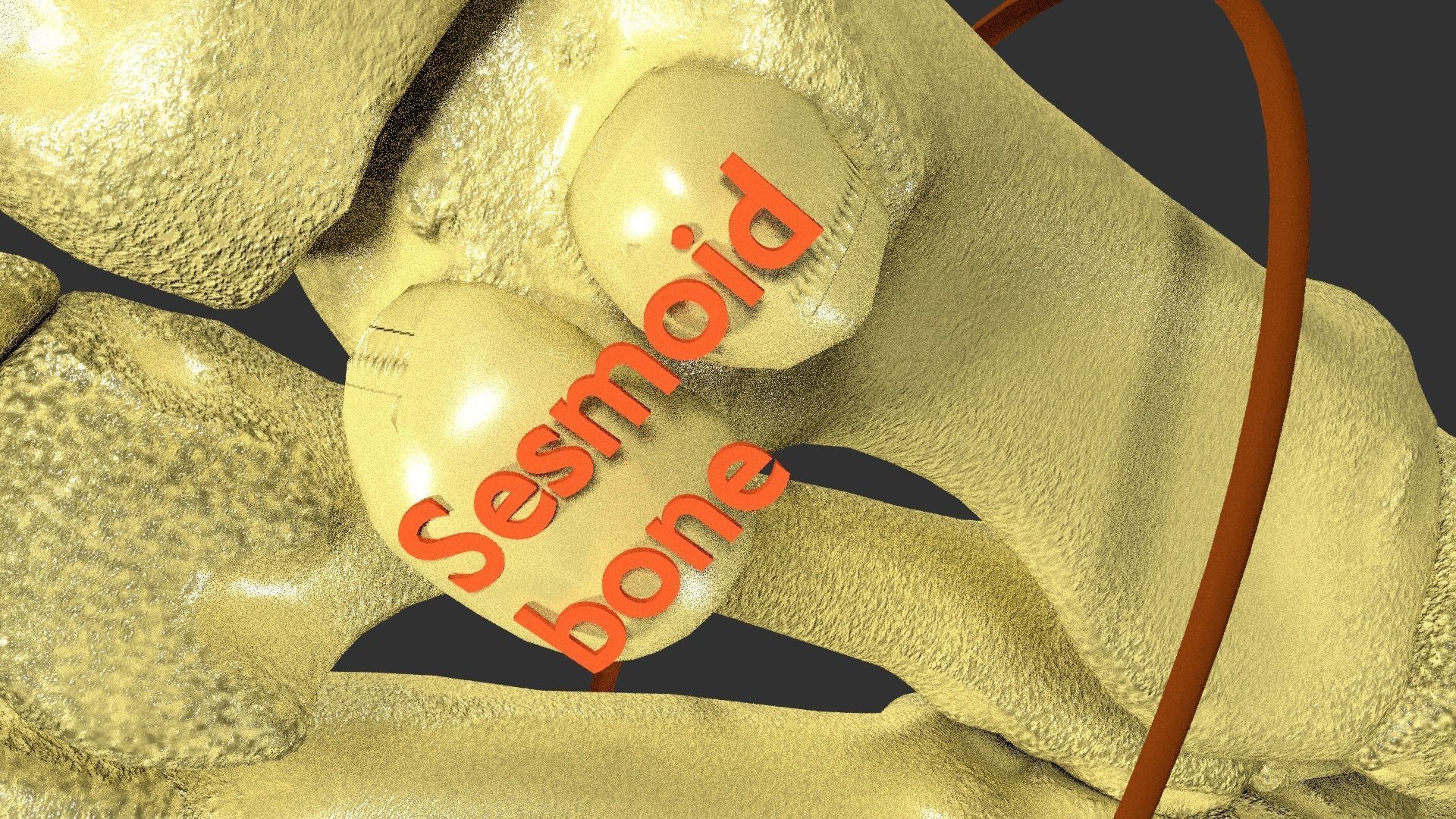 foot with label text 3D model_12