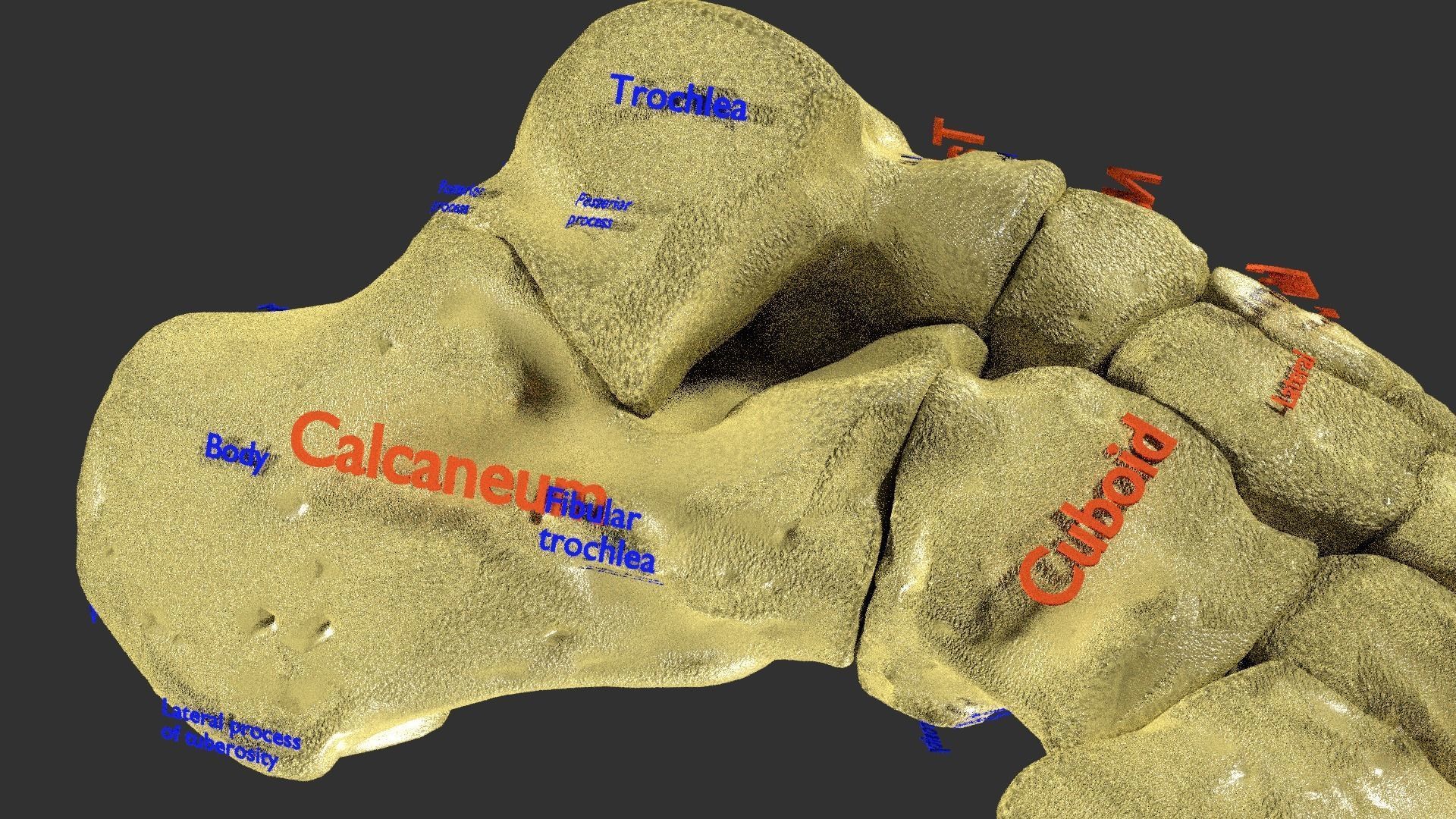 foot with label text 3D model_4