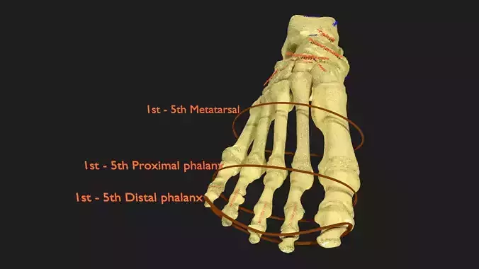 foot with label text