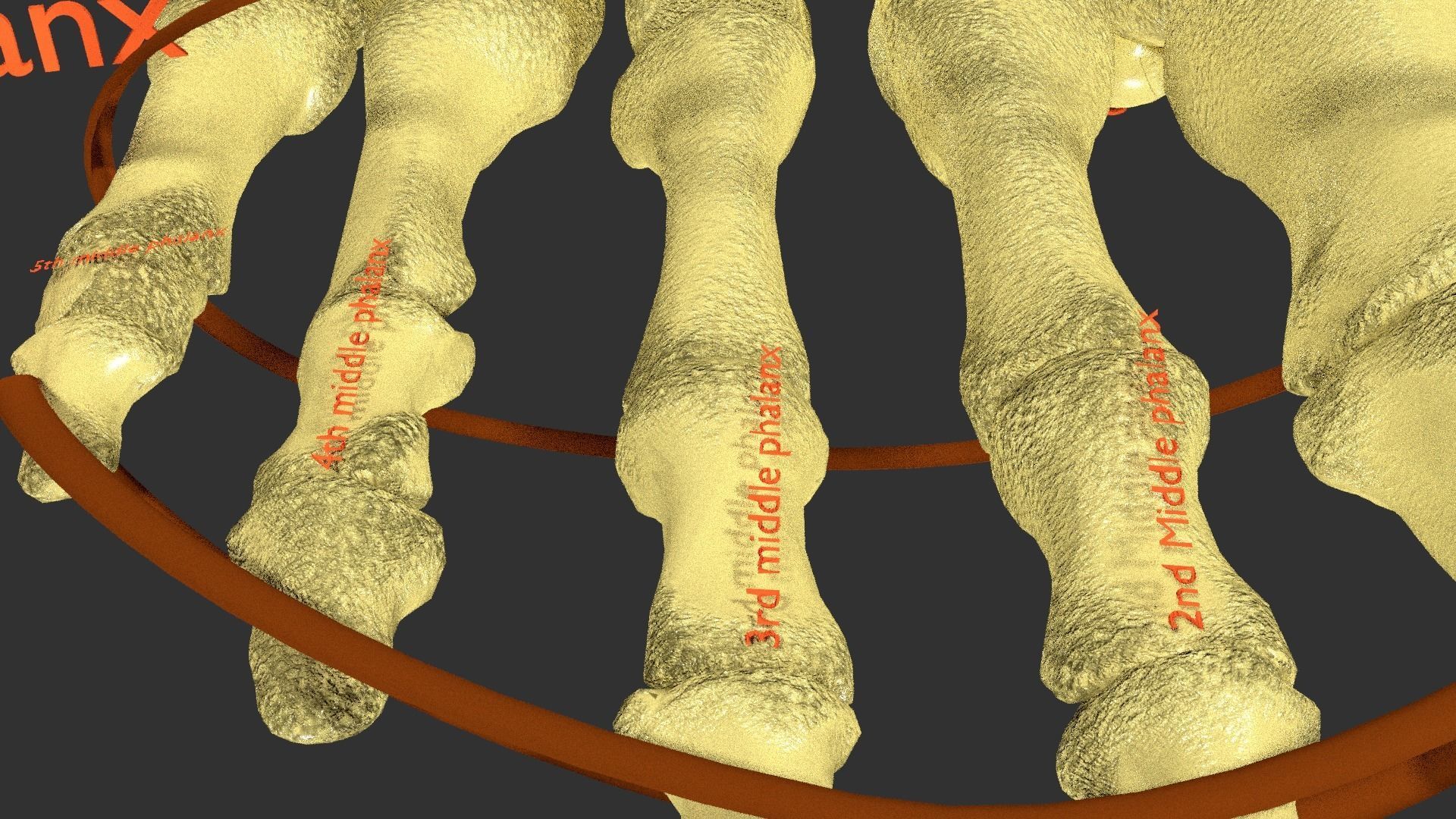 foot with label text 3D model_8