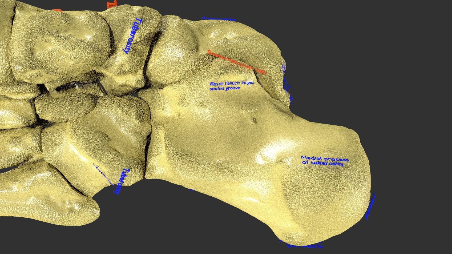 foot with label text 3D model_13