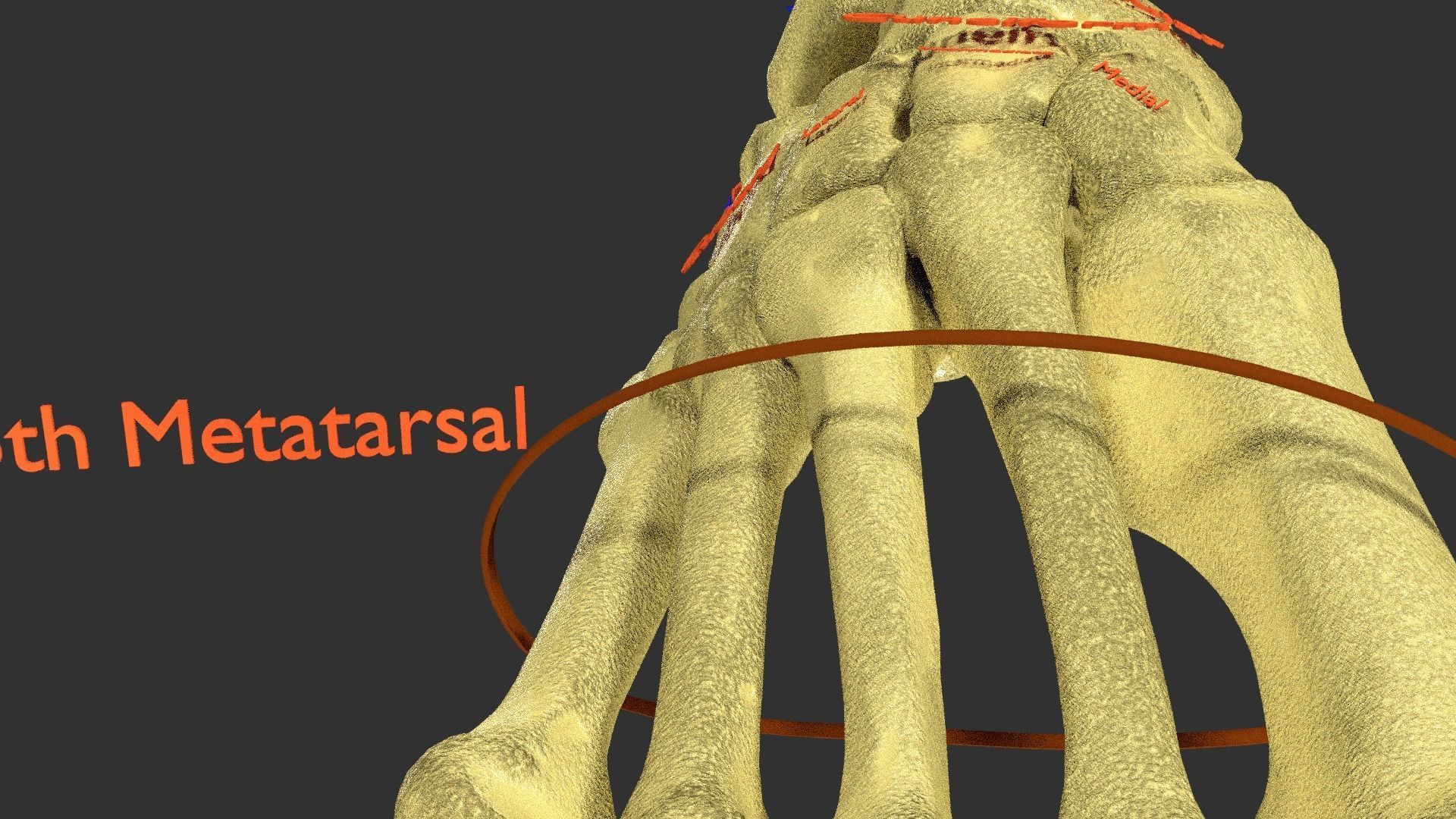 foot with label text 3D model_9