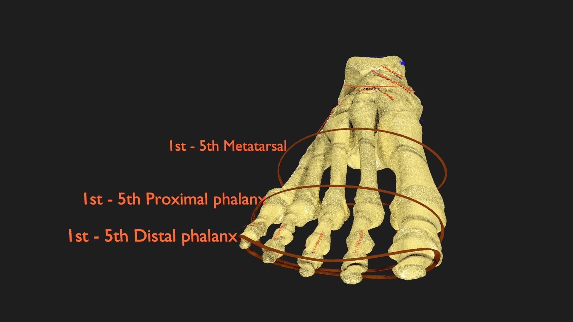 foot with label text 3D model_6