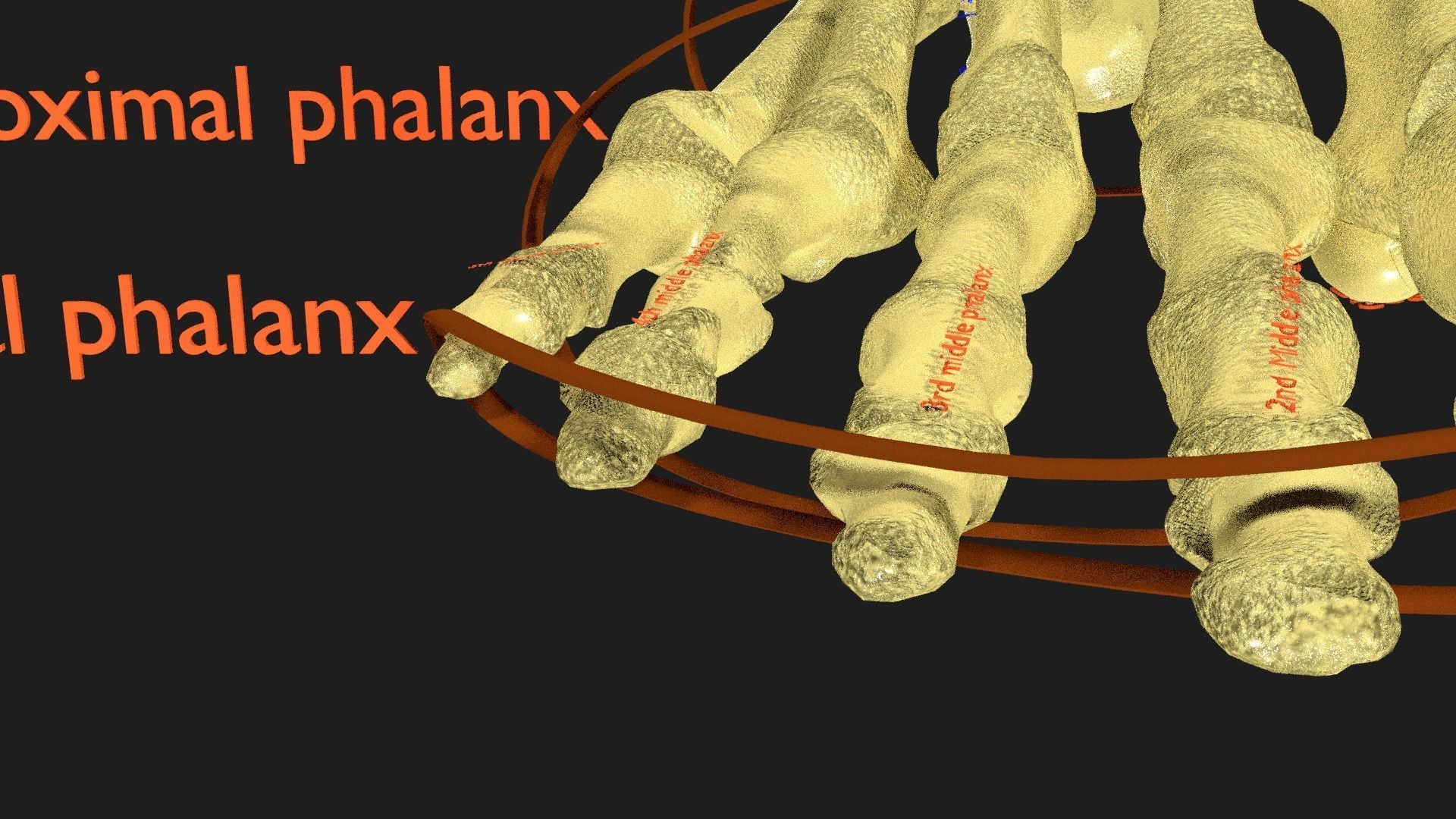 foot with label text 3D model_7