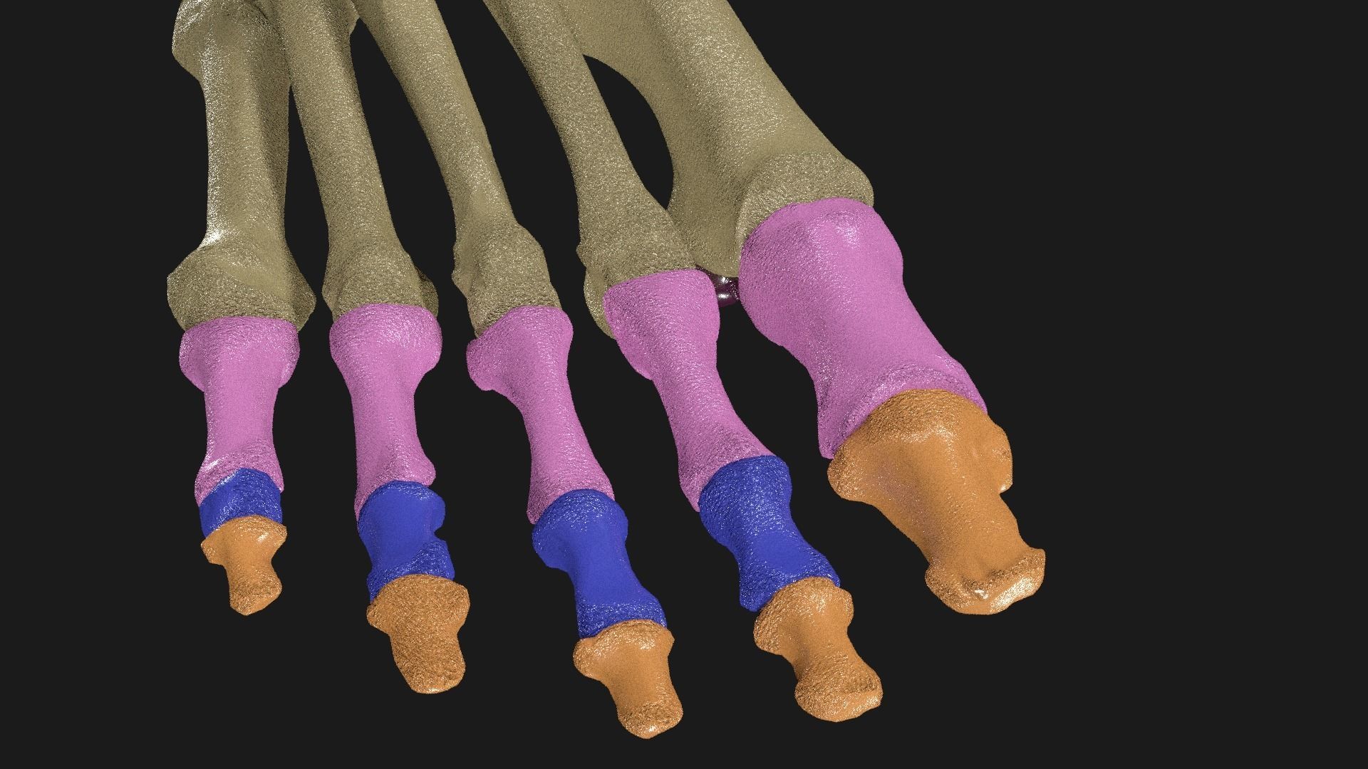 Foot Seperated Bones With colour coded  3D model_4