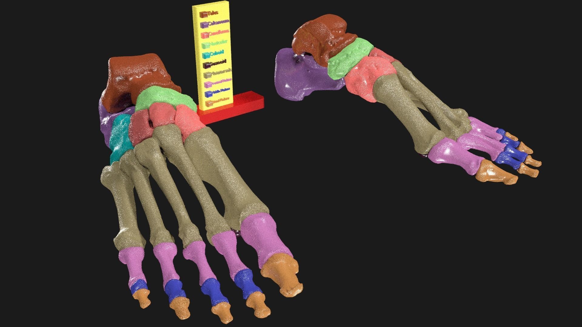 Foot Seperated Bones With colour coded  3D model_3