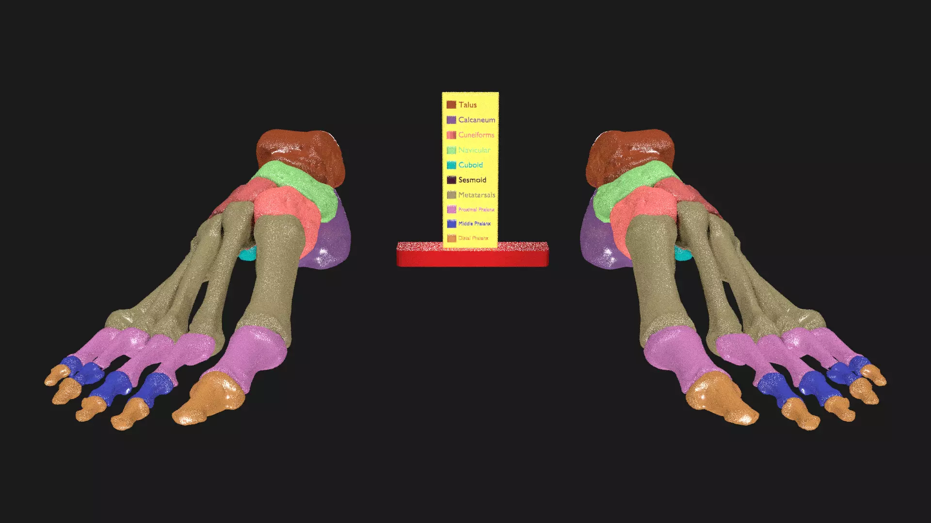 Foot Seperated Bones With colour coded  3D model_0