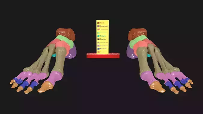 Foot Seperated Bones With colour coded 