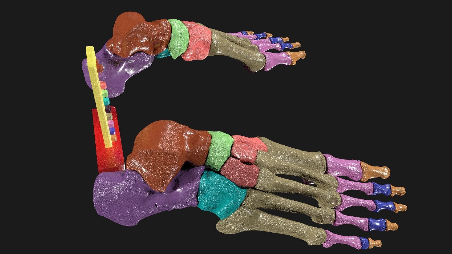 Foot Seperated Bones With colour coded  3D model_7