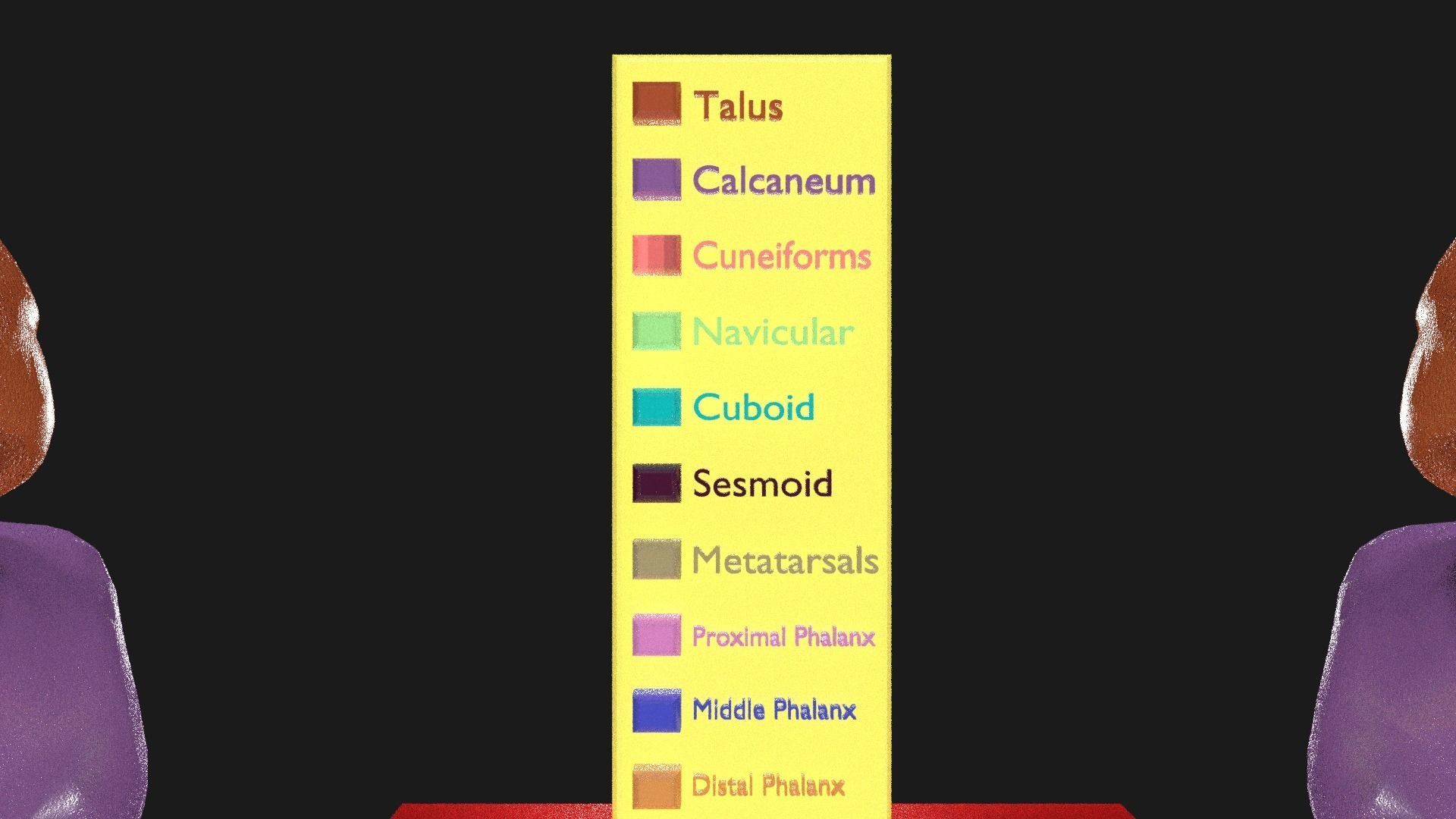 Foot Seperated Bones With colour coded  3D model_2