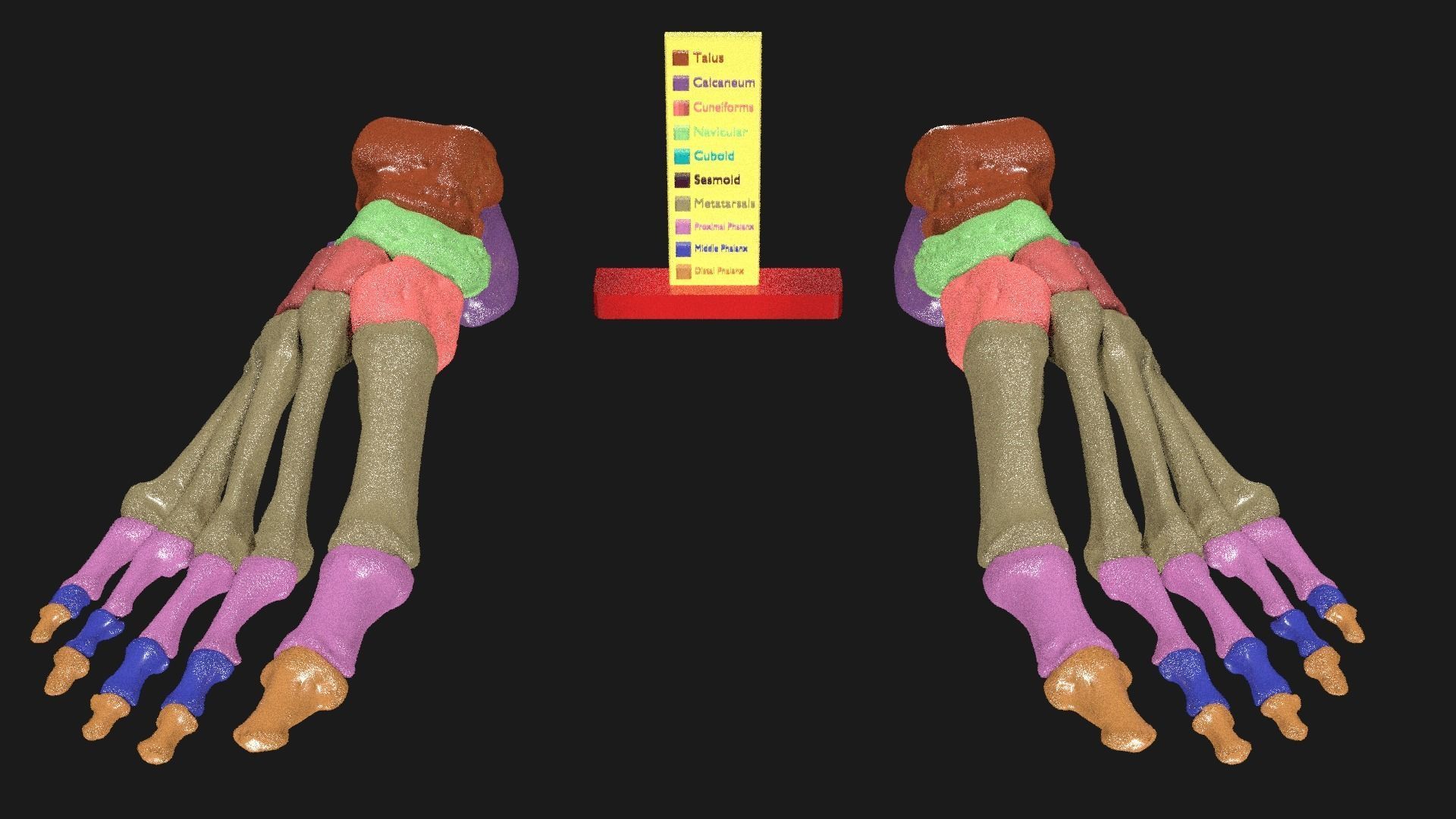 Foot Seperated Bones With colour coded  3D model_11