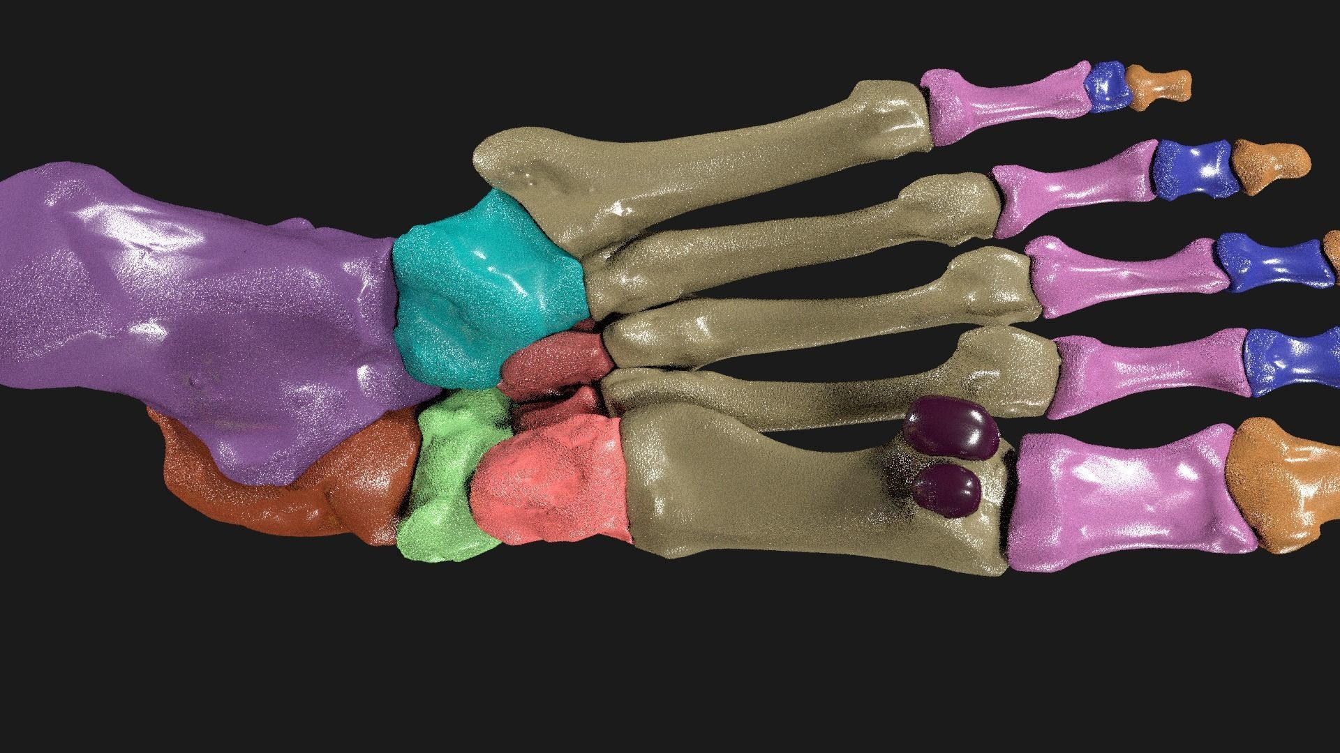 Foot Seperated Bones With colour coded  3D model_9
