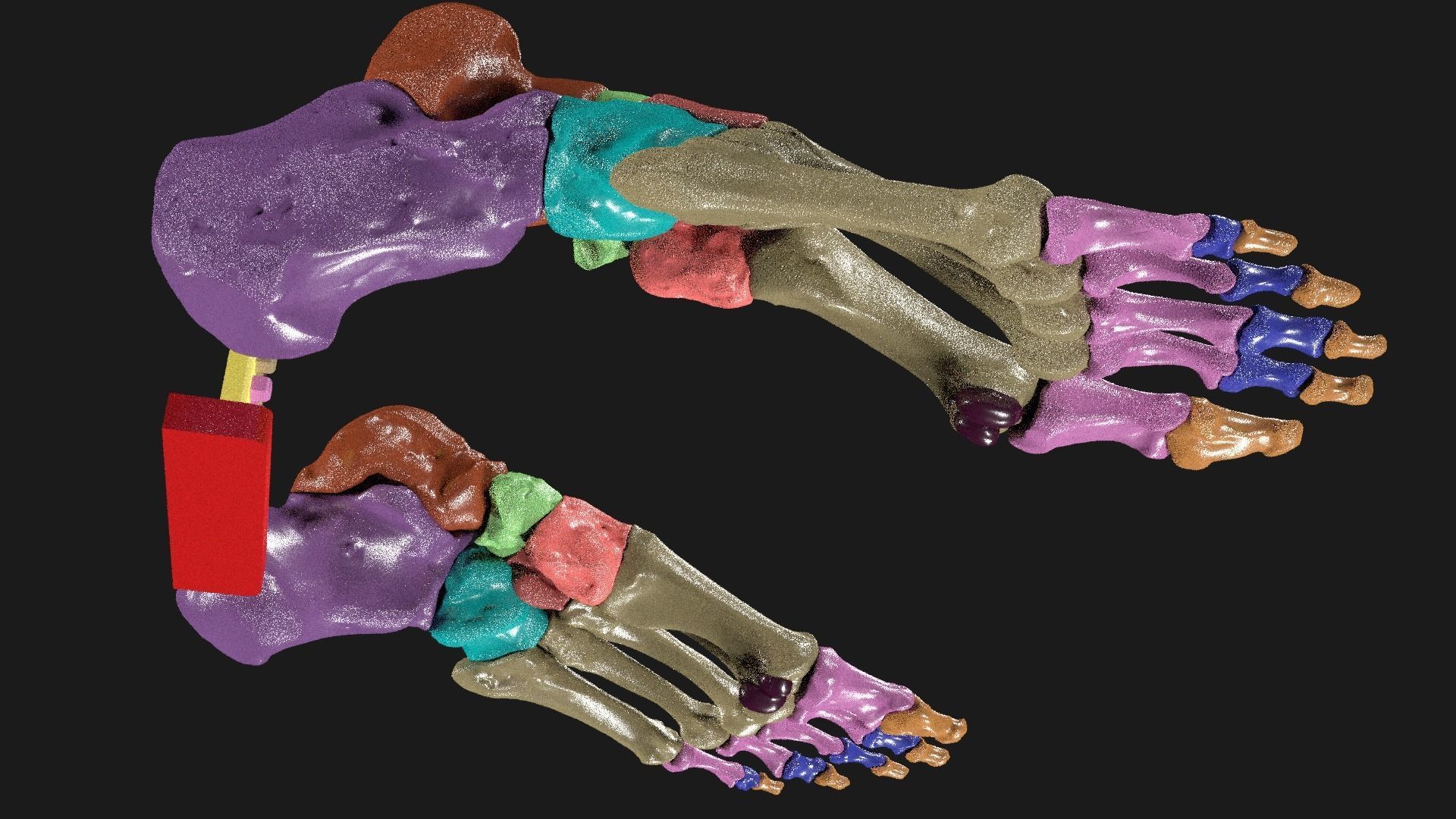 Foot Seperated Bones With colour coded  3D model_8