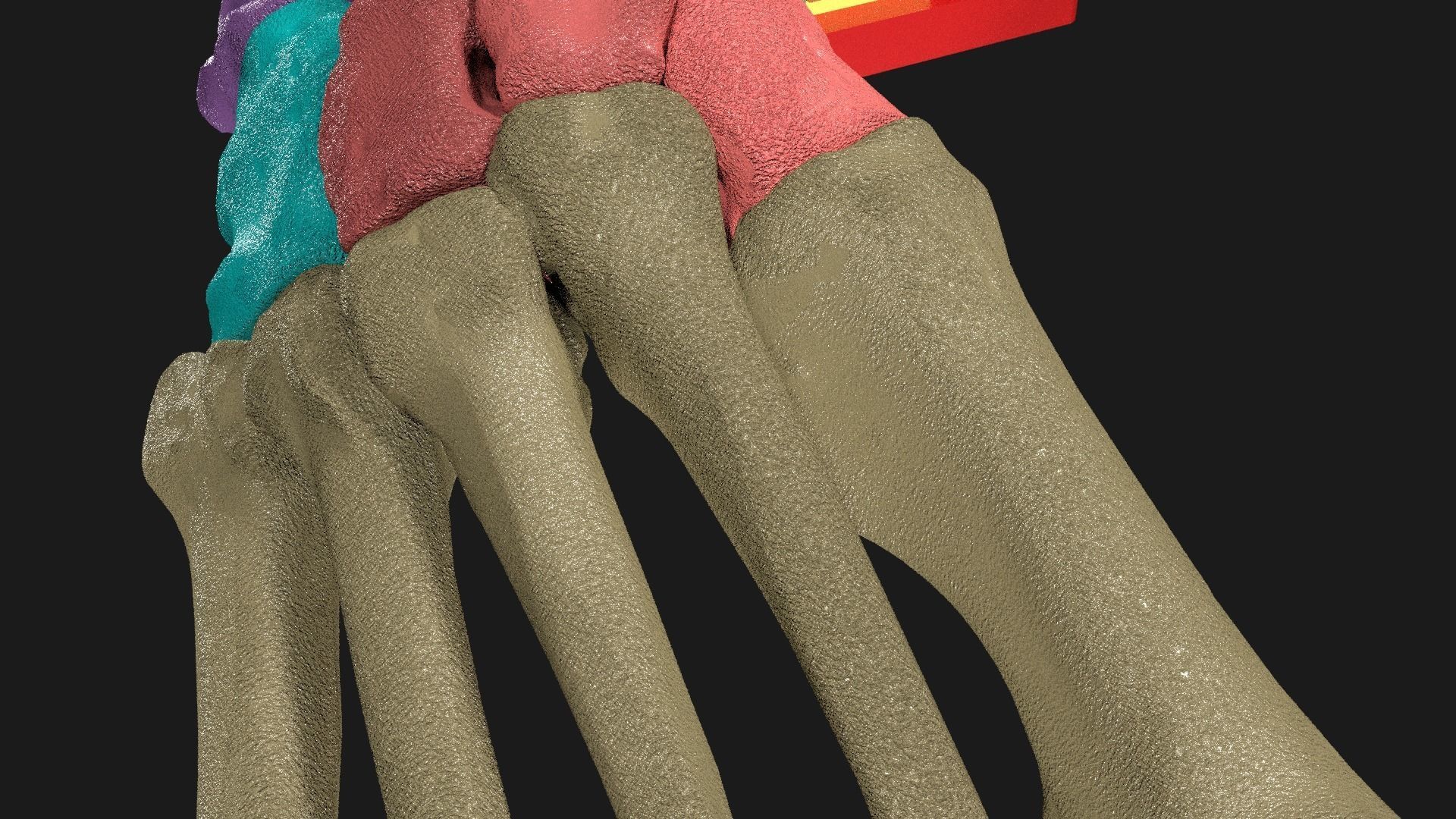 Foot Seperated Bones With colour coded  3D model_5