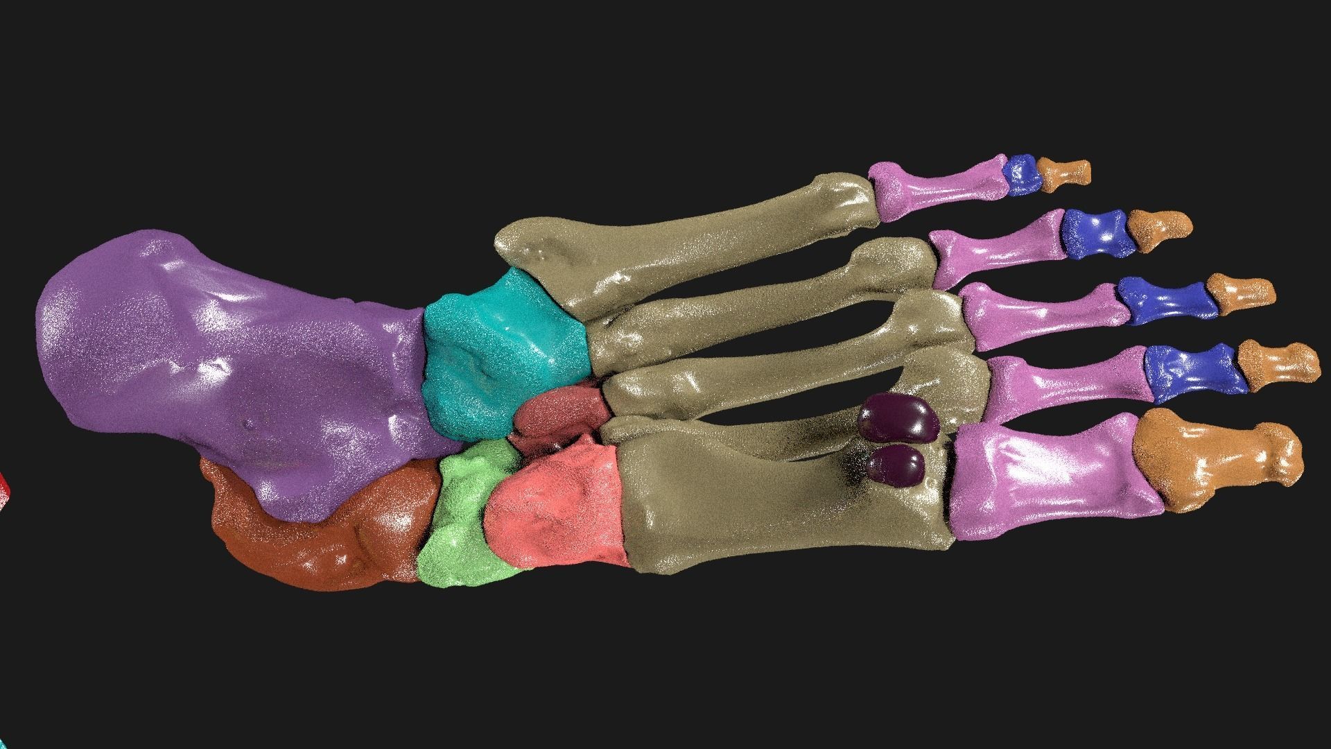 Foot Seperated Bones With colour coded  3D model_10
