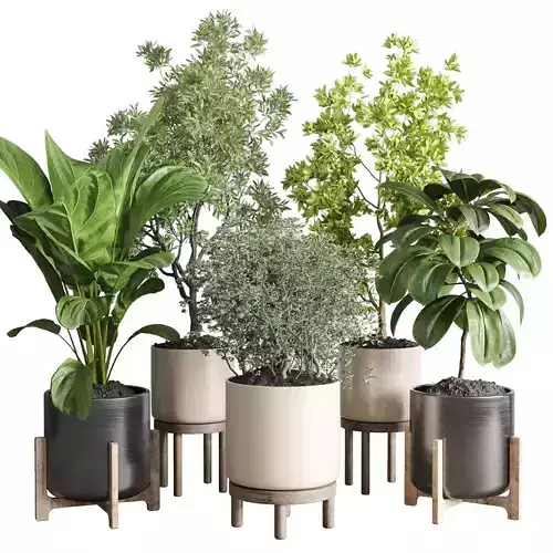 collection Indoor plant 48 vase wood