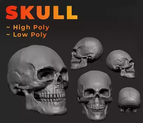Skull VDM IMM Brushes  - high Low poly Low-poly 3D model